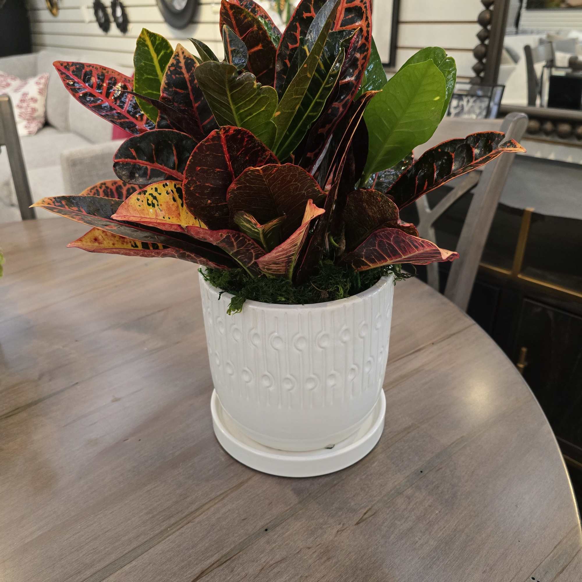 Garden croton&#039;s stunning leaves make this plant a great addition to any