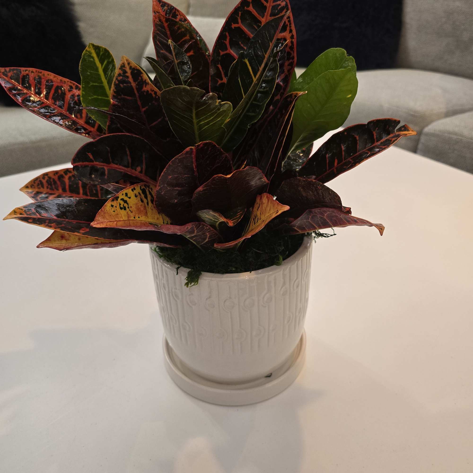Garden croton&#039;s stunning leaves make this plant a great addition to any