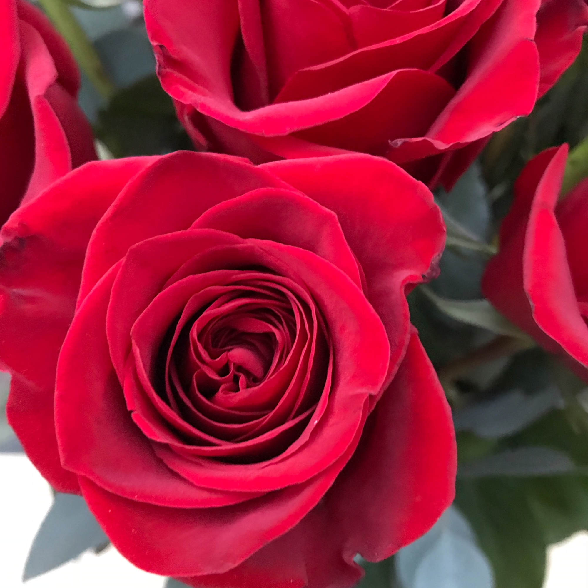 24 premium long stemmed red roses set hearts aflame set amongst blue