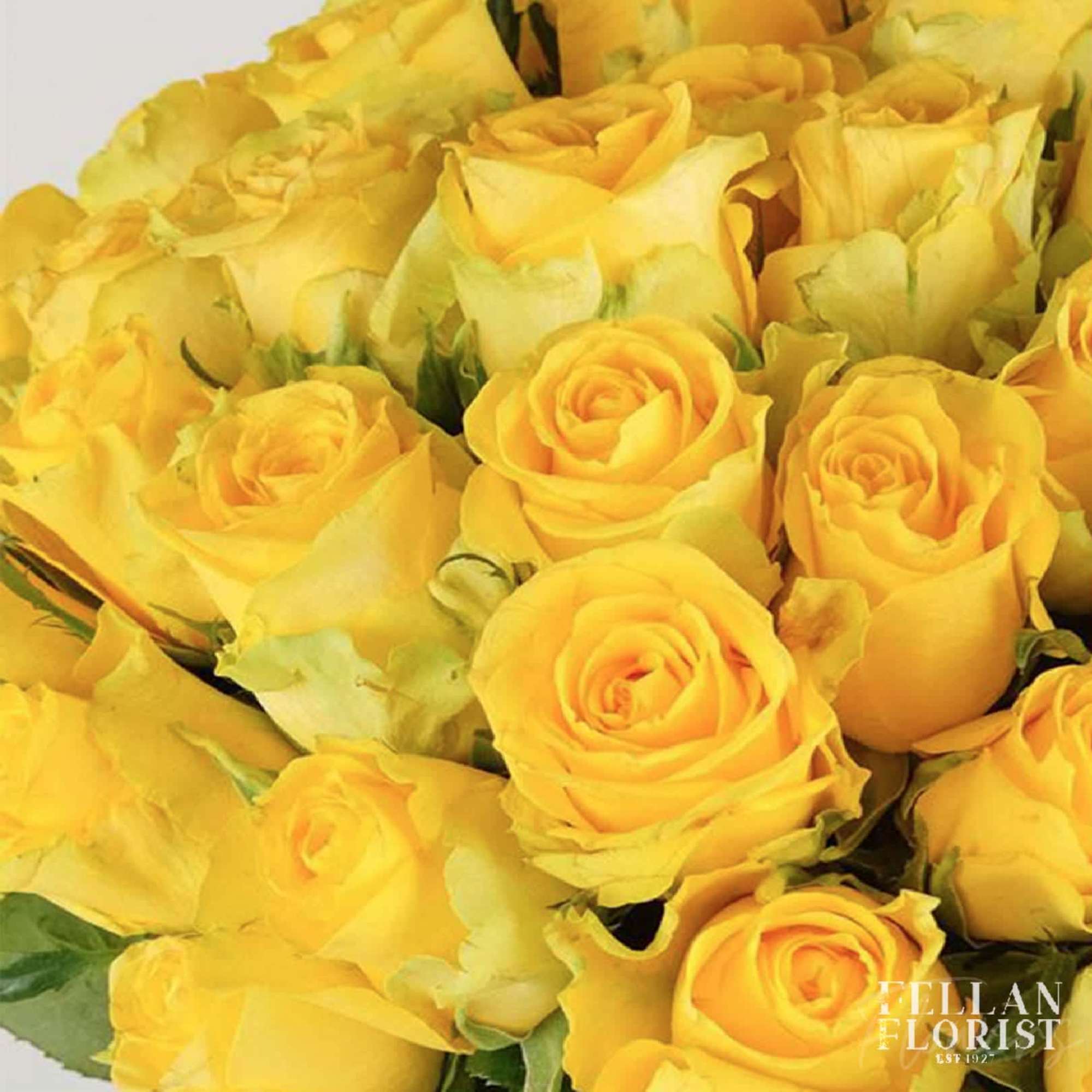 Brighten any celebration with a beautiful and brilliant bouquet of premium long-stem Brighten any celebration with a beautiful and brilliant bouquet of premium long-stem