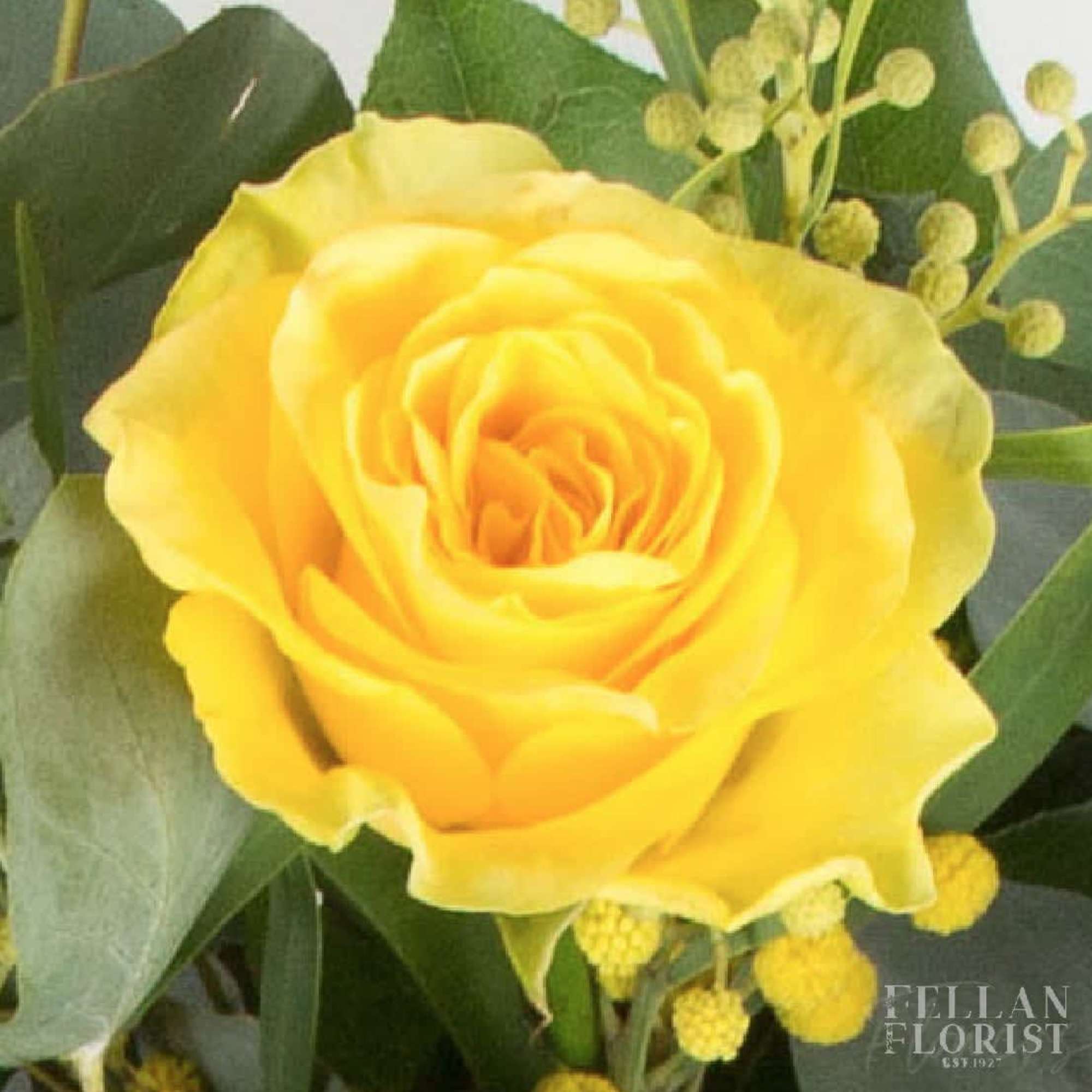 Brighten any celebration with a beautiful and brilliant bouquet of premium long-stem Brighten any celebration with a beautiful and brilliant bouquet of premium long-stem