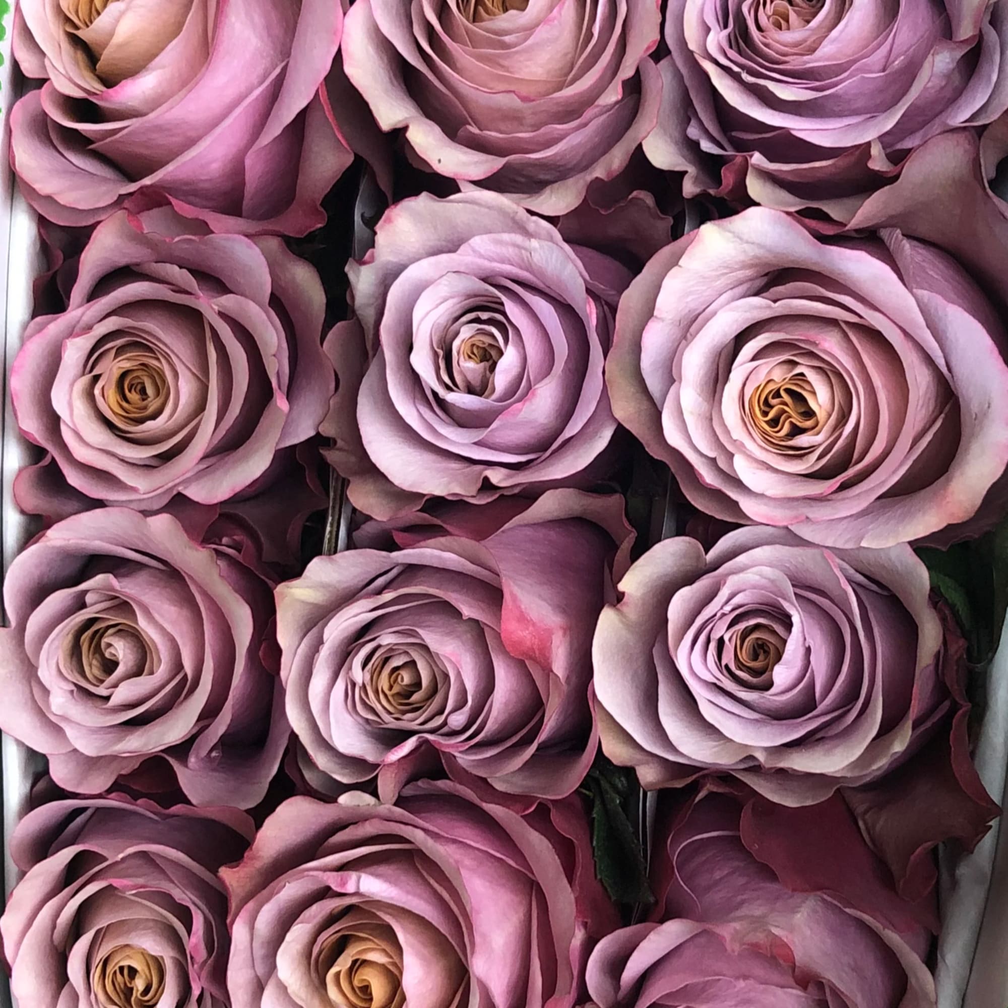Sterling Silver Rosesby Florally Fleurish