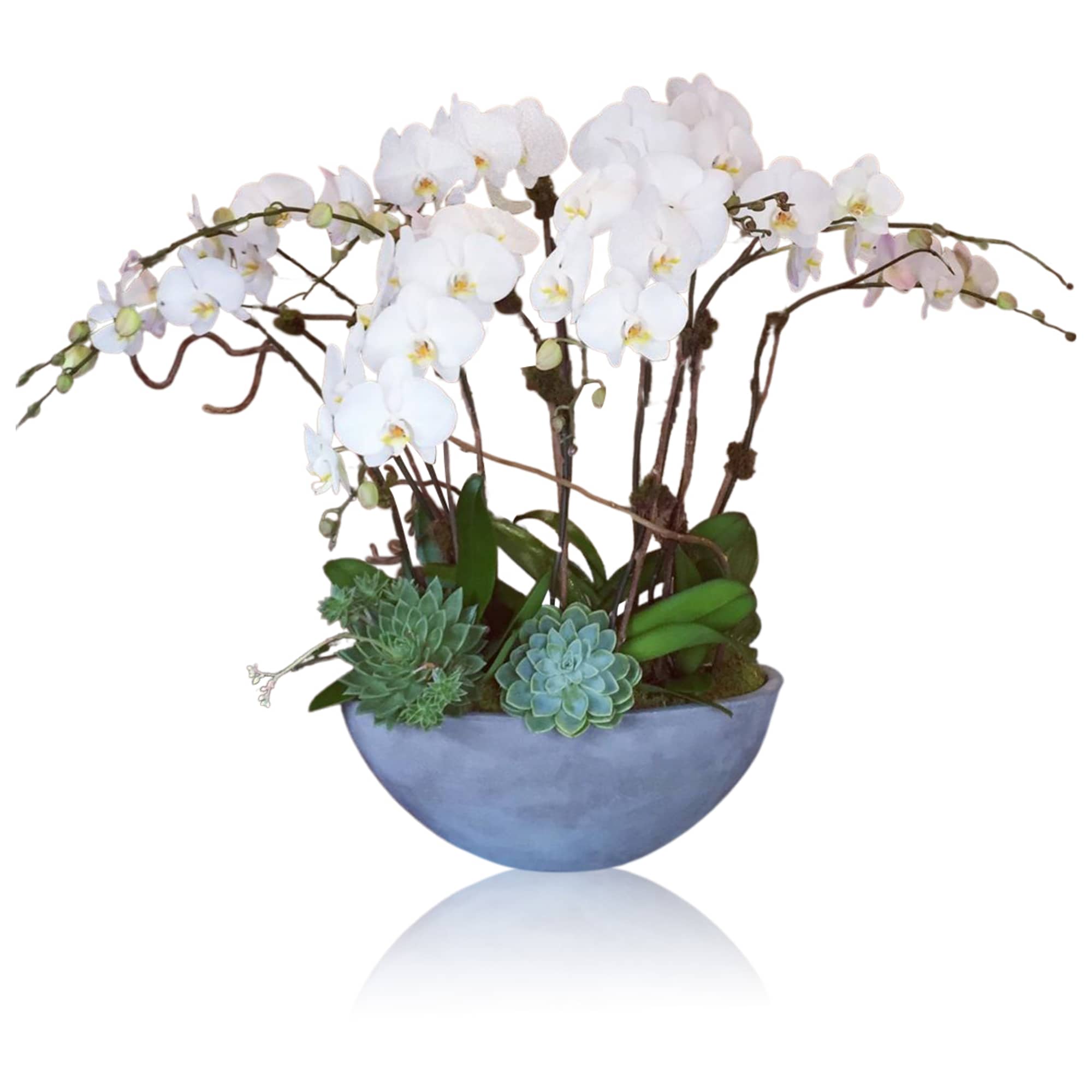 Here we feature 3 full size plants with mosses , succculents,... and