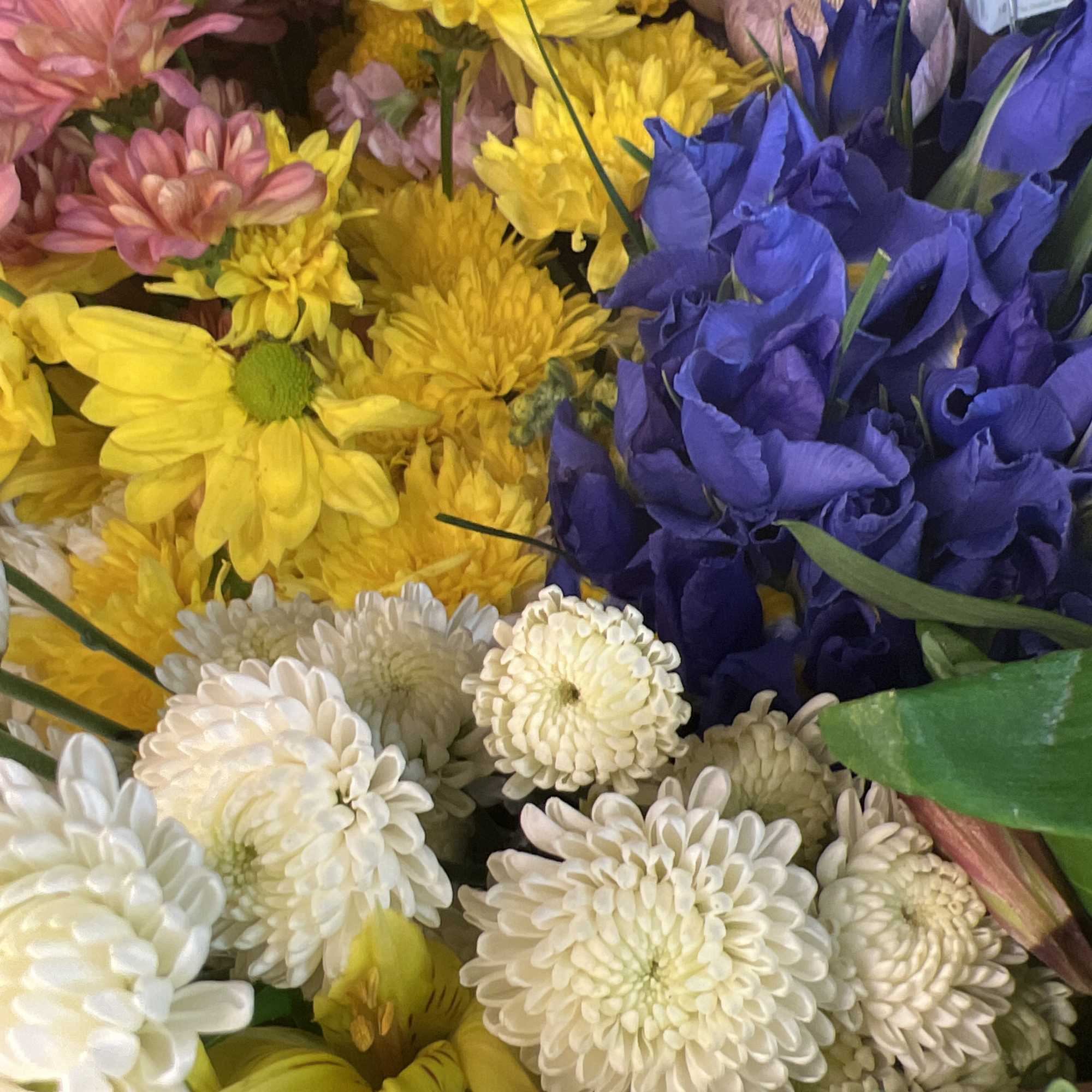 Dish Garden A Spray of exotic living green plants in a white
