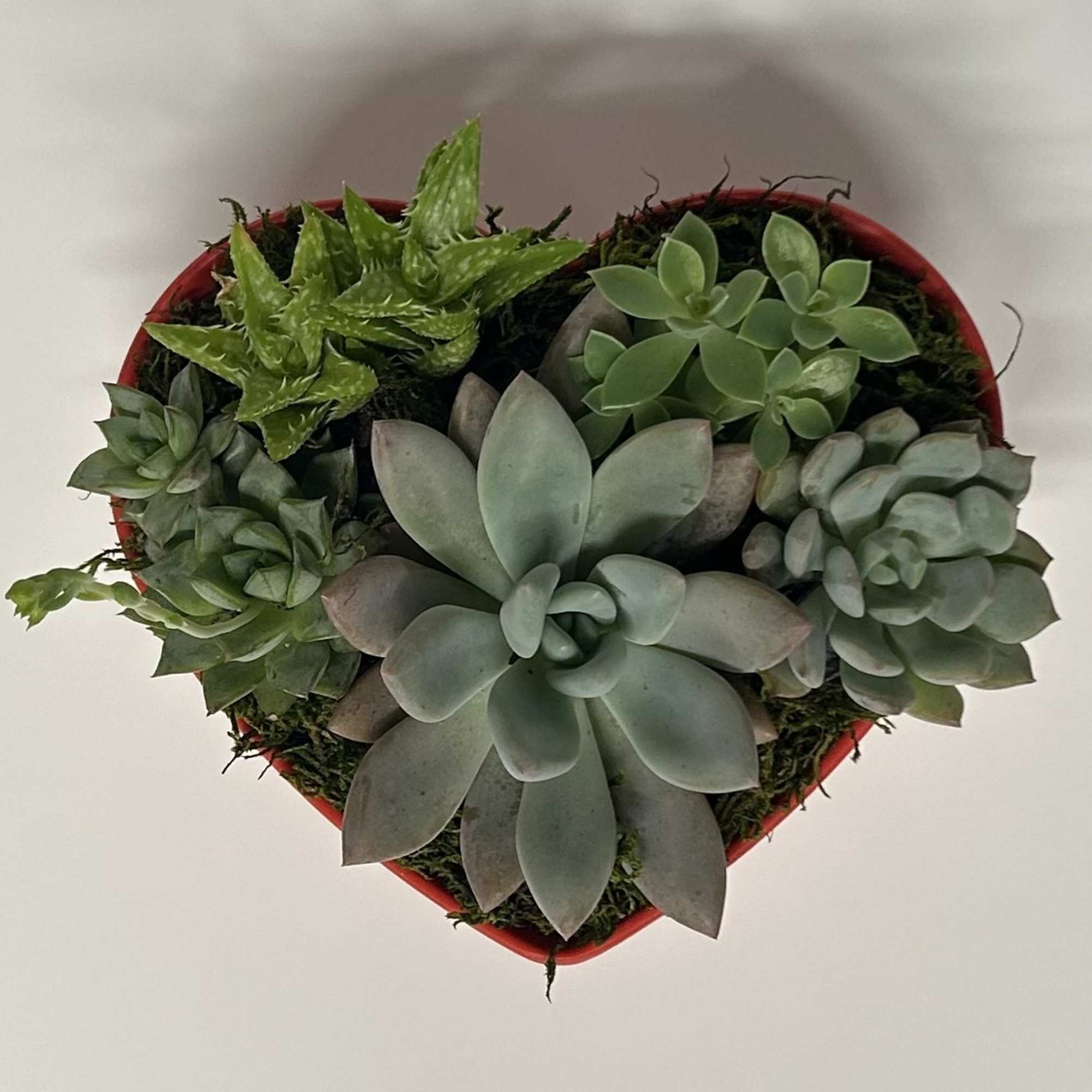 A simple and sweet little bowl full of love.