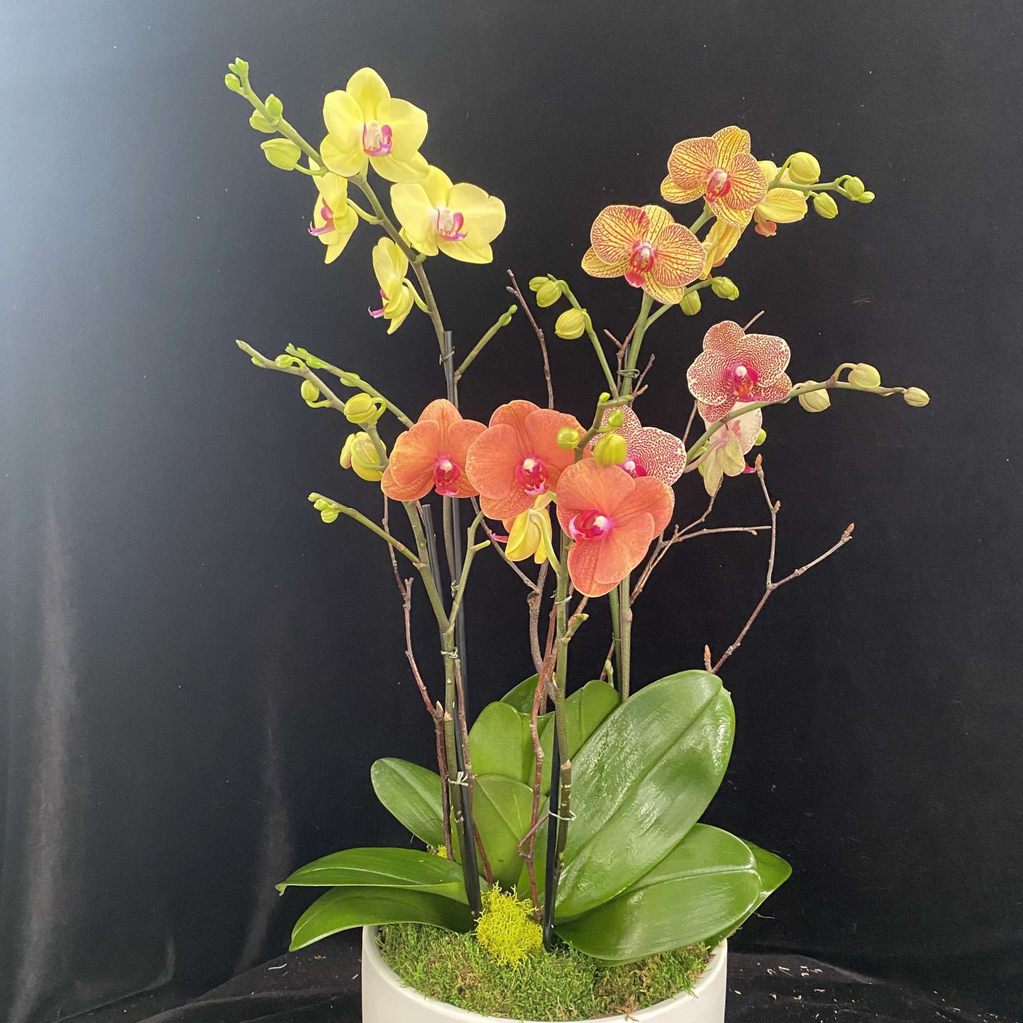 Beautiful bright orchid arrangement.