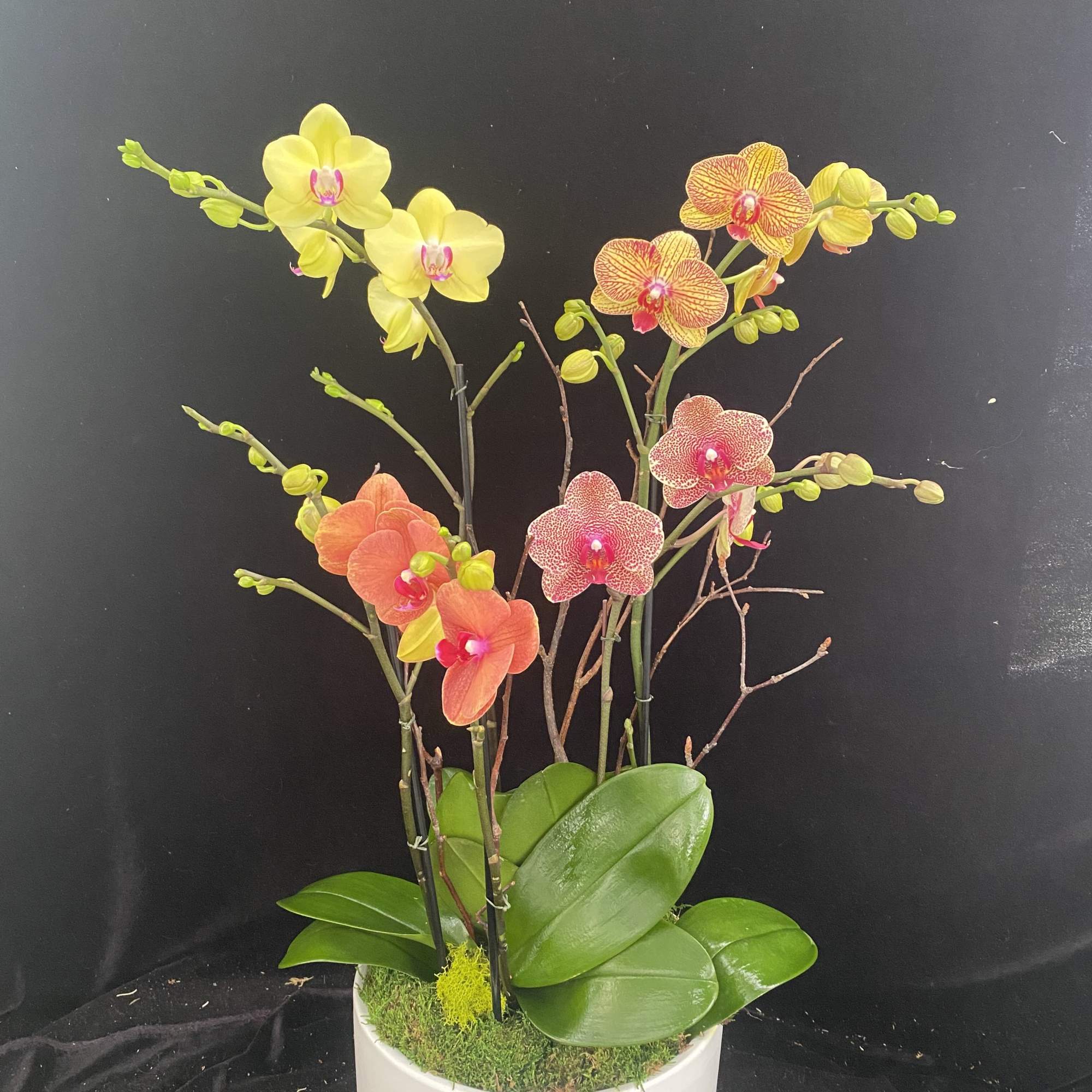 Beautiful bright orchid arrangement.