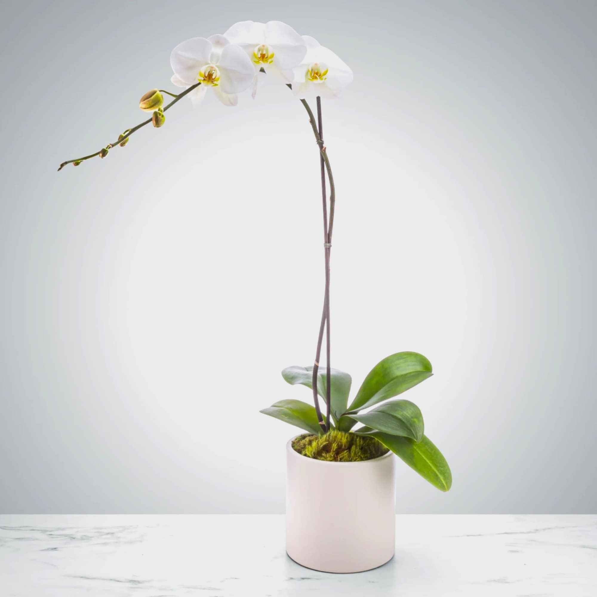 A beautiful and classic single stem white orchid. Perfect for all occasions