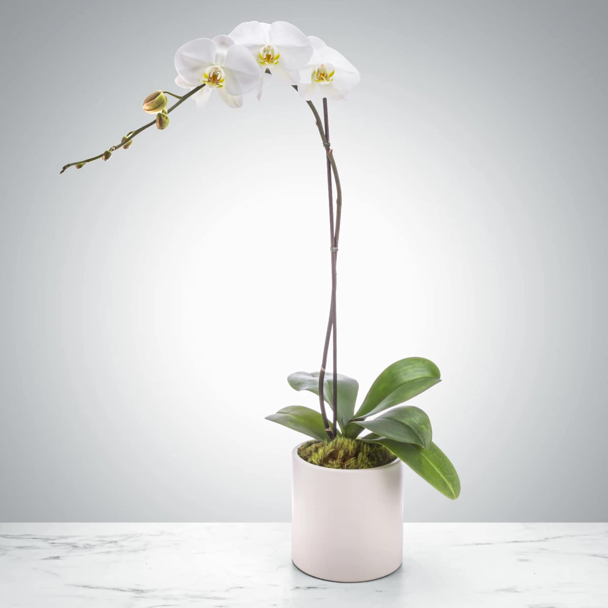 A beautiful and classic single stem white orchid. Perfect for all occasions