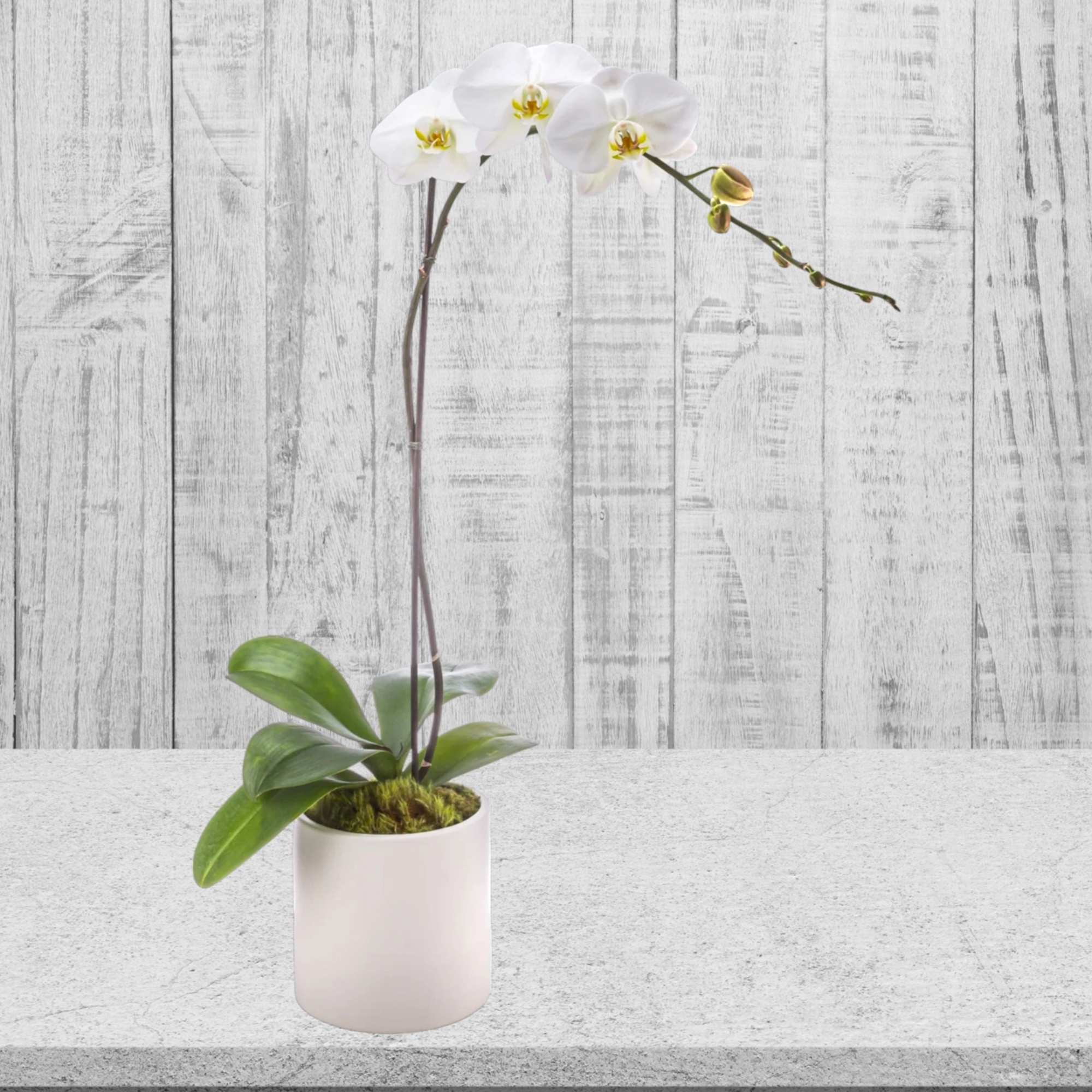 A beautiful and classic single stem white orchid. Perfect for all occasions