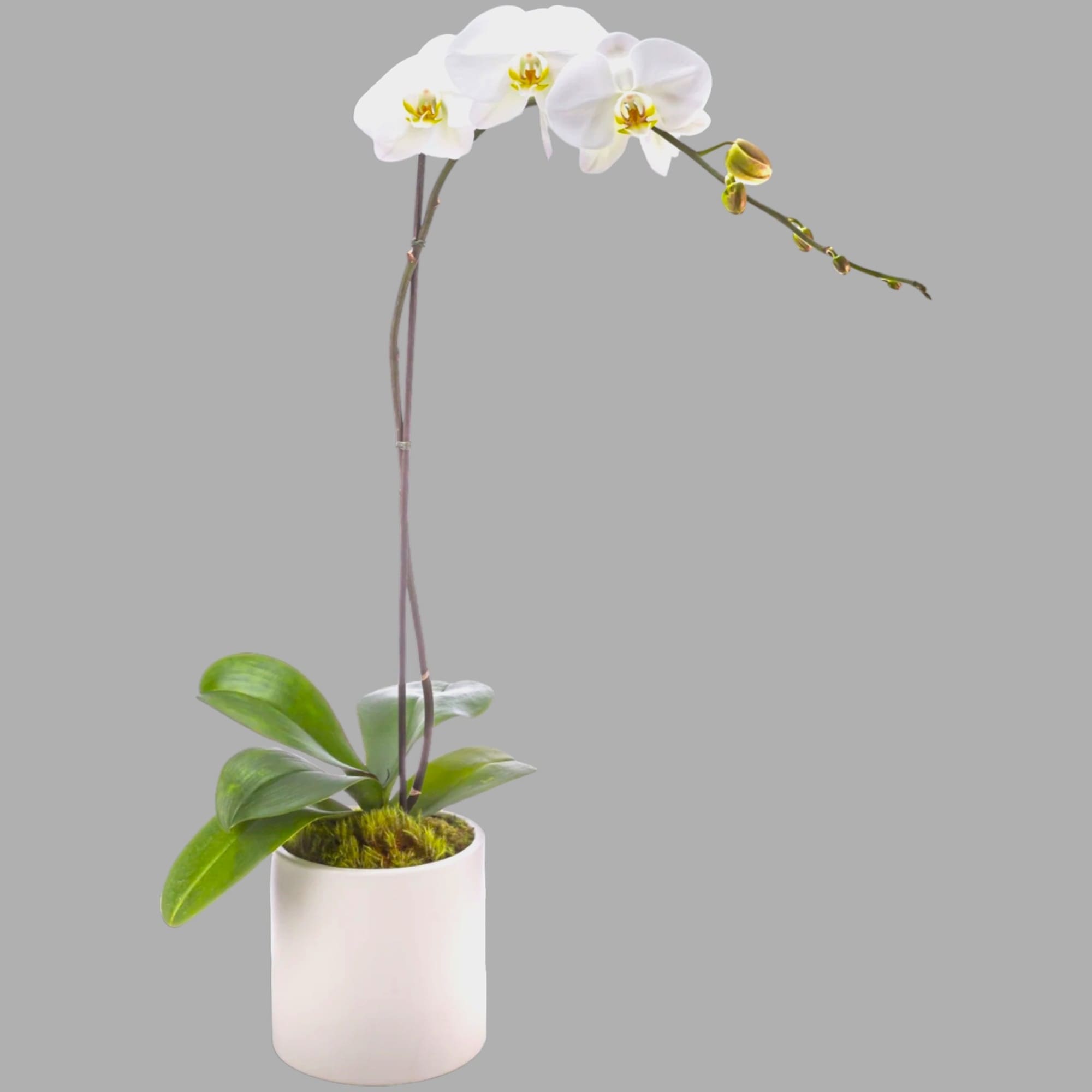 A beautiful and classic single stem white orchid. Perfect for all occasions