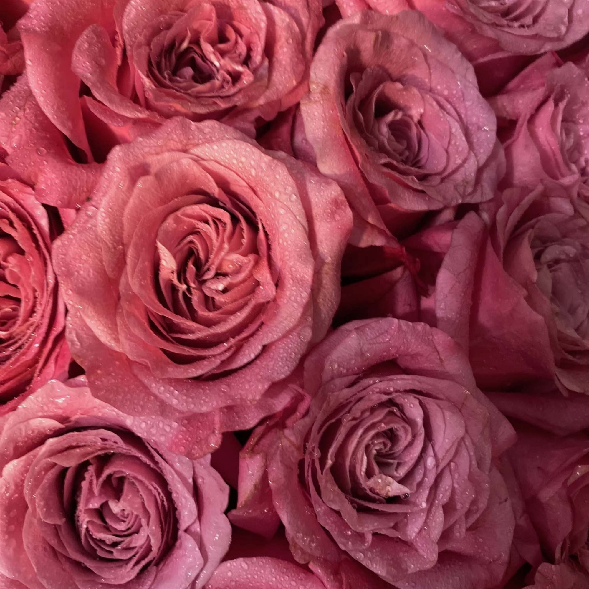 Big, beautiful, roses in a heart shaped box. Accent of garden ivy.