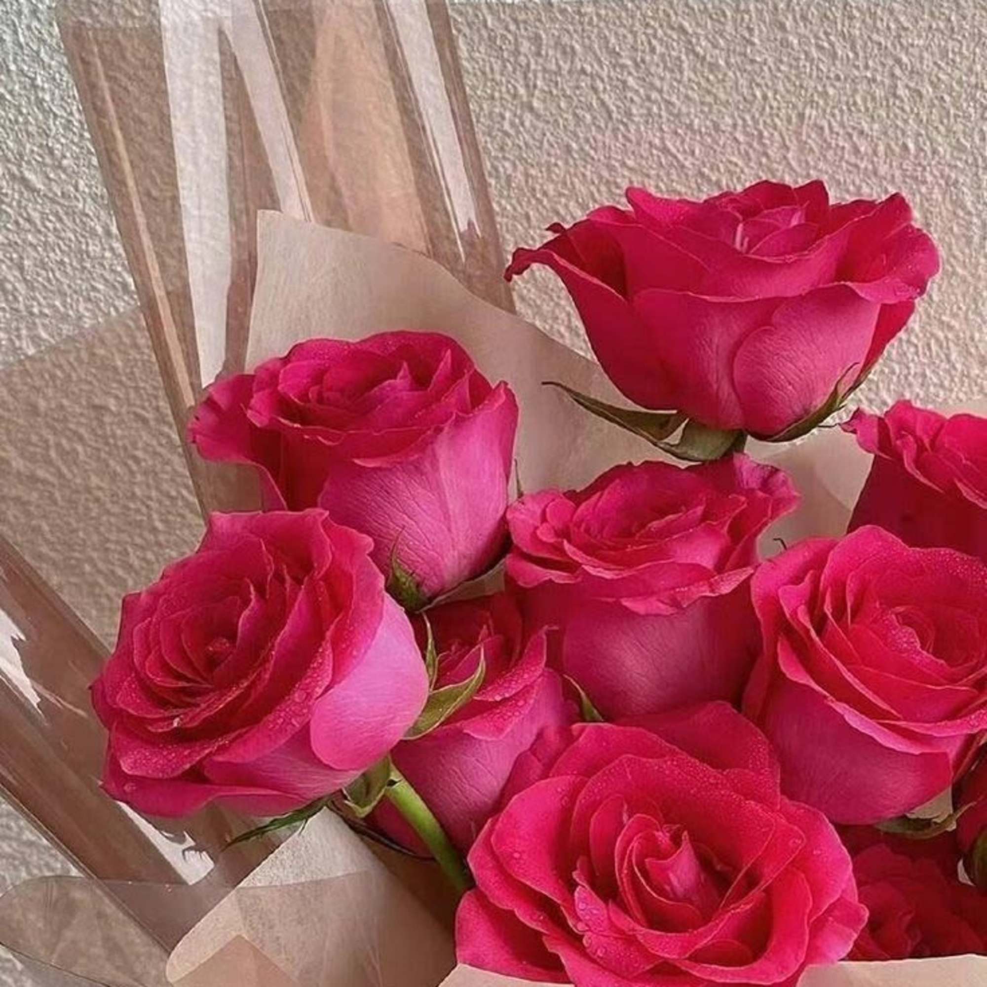 12  HOT PINK roses beautifully hand tied with floral paper and 12  HOT PINK roses beautifully hand tied with floral paper and