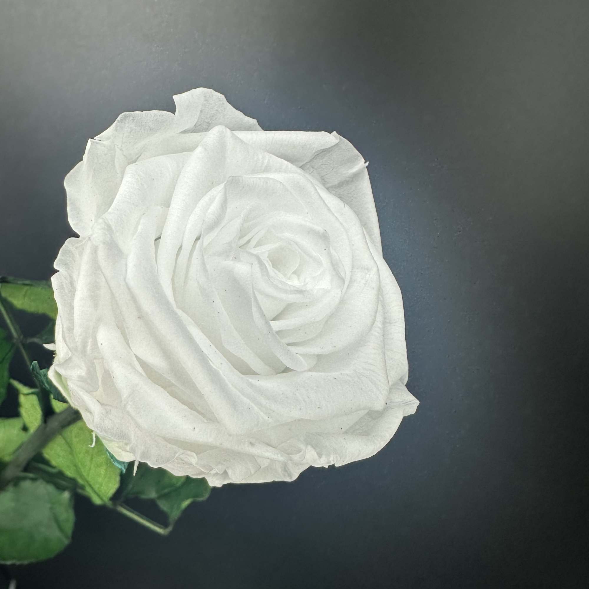 The  best roses that have been  FRESH cut  and