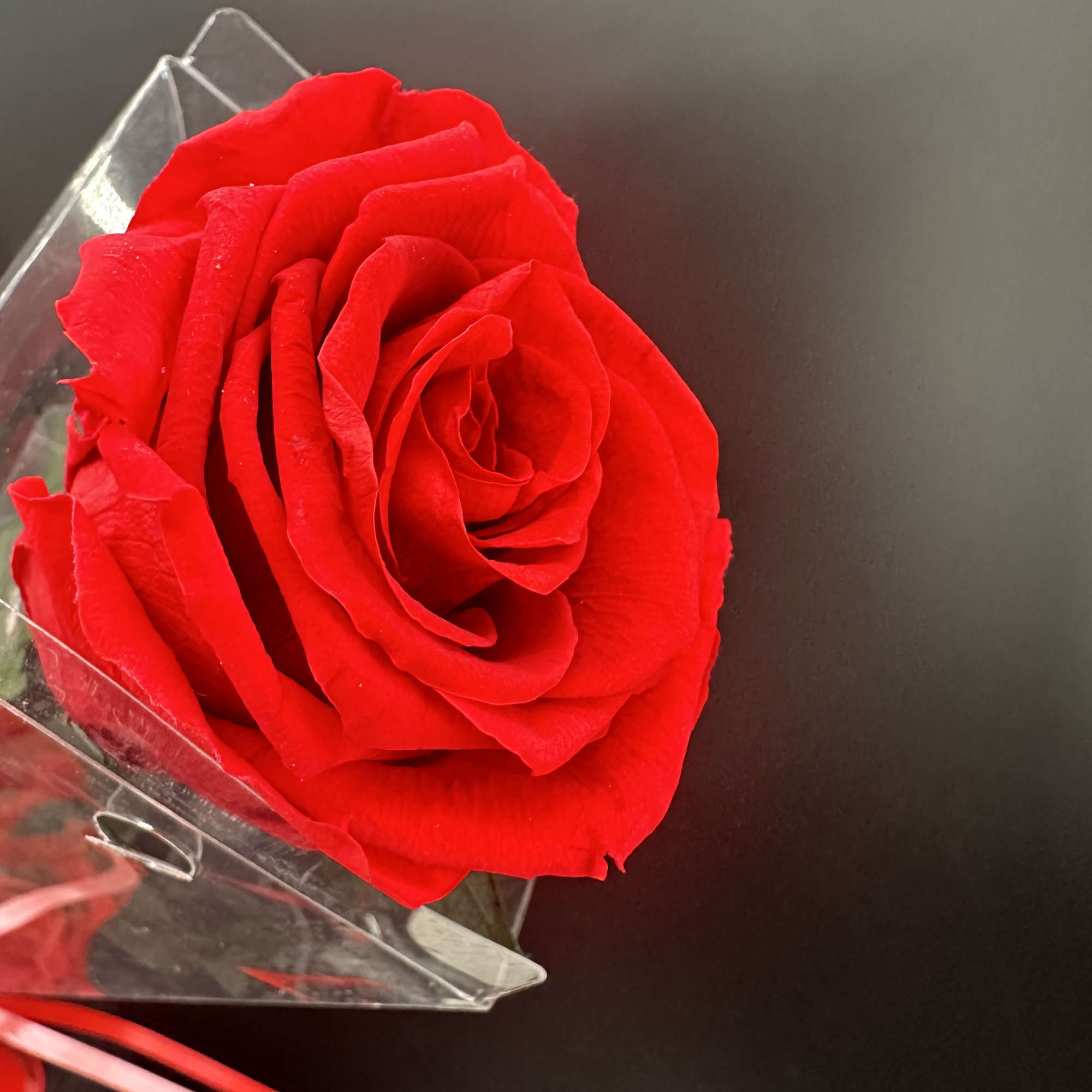 The  best roses that have been  FRESH cut  and