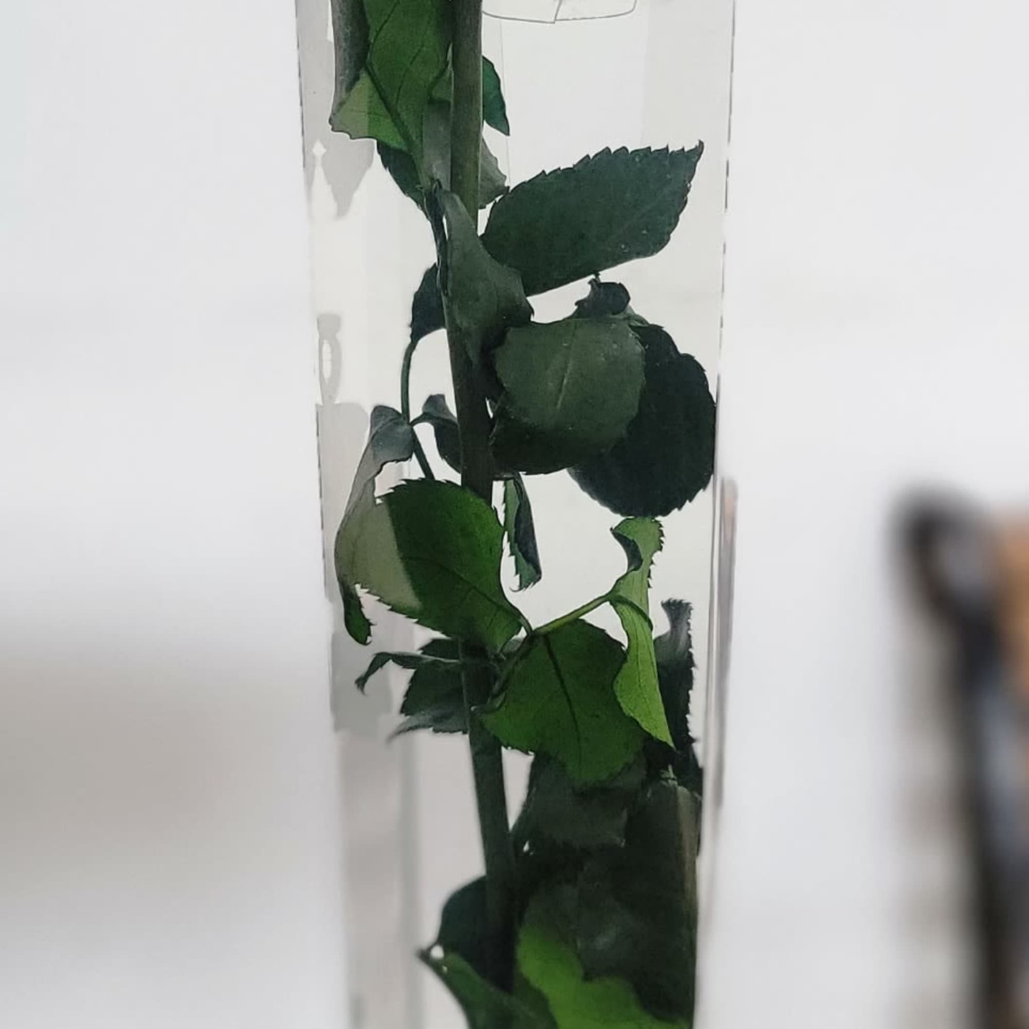 The  best roses that have been  FRESH cut  and