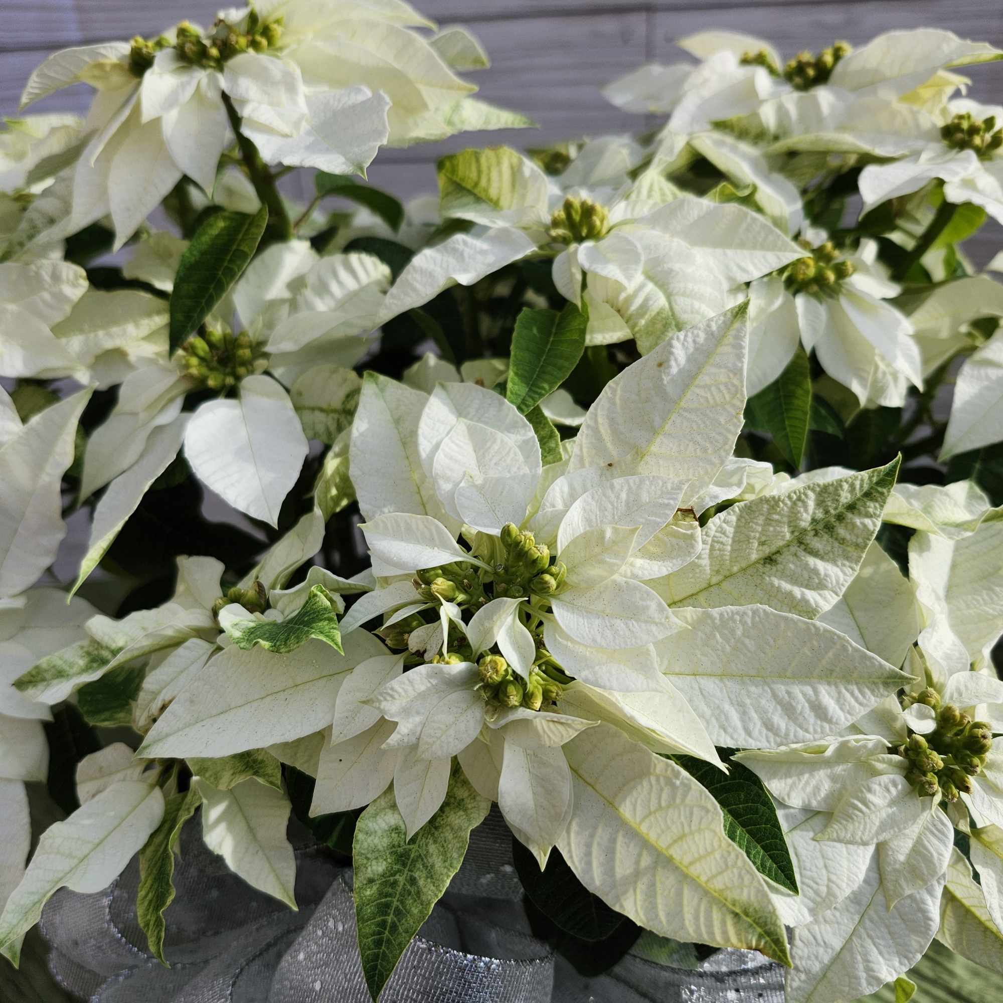 Large White Poinsettia plant, great to send to a loved one. May