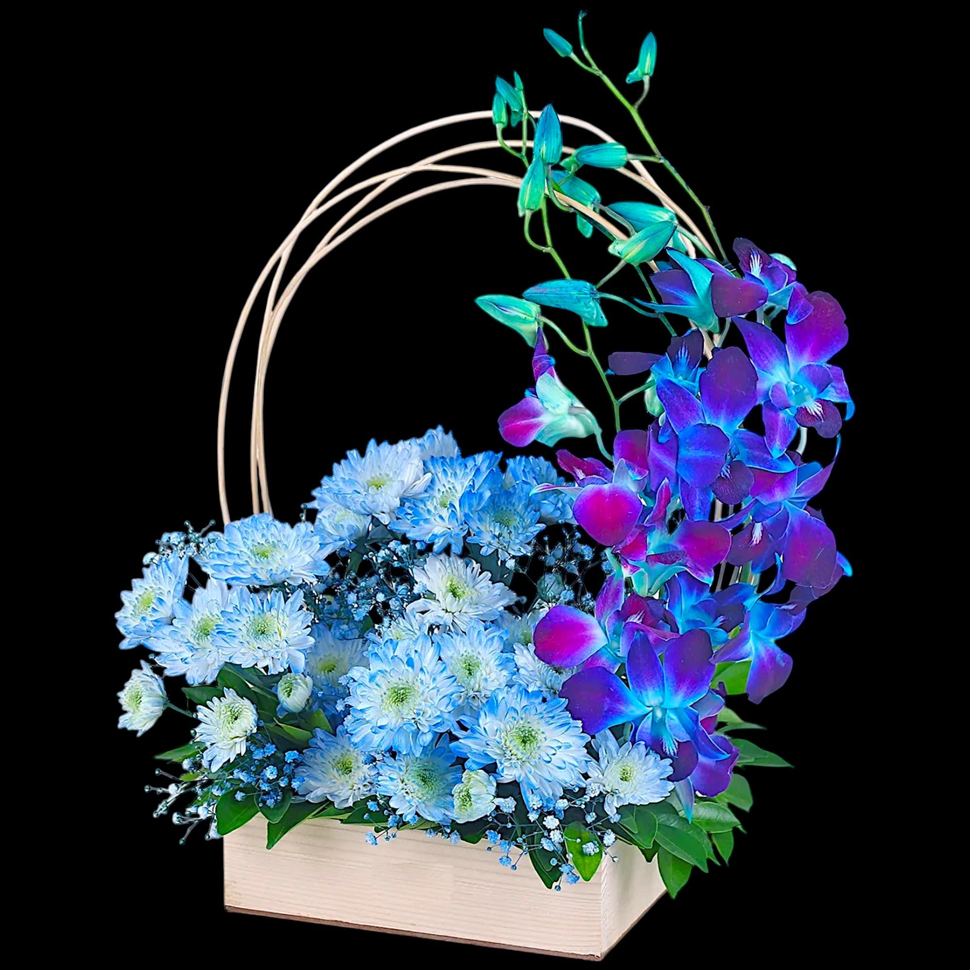 Everyone adores this stunning surprise, with its fresh blue and light-blue blooms