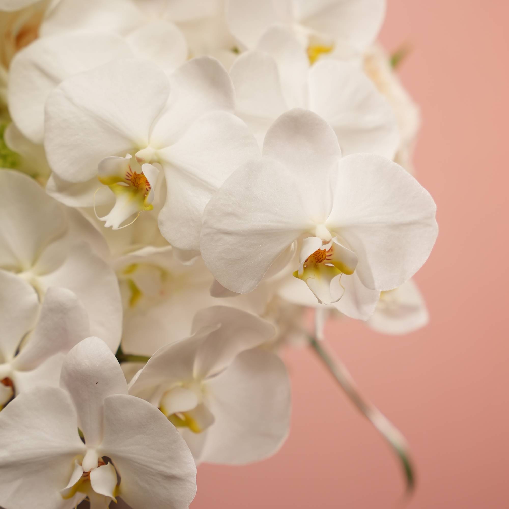 Bring unparalleled elegance and harmony into your home with our &quot;Elegant Harmony&quot;