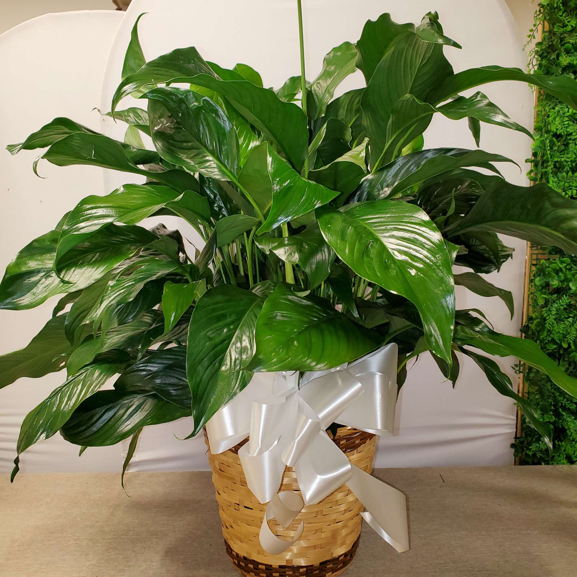 Spathiphyllum plant is a nice plant for sympathy, new house or new