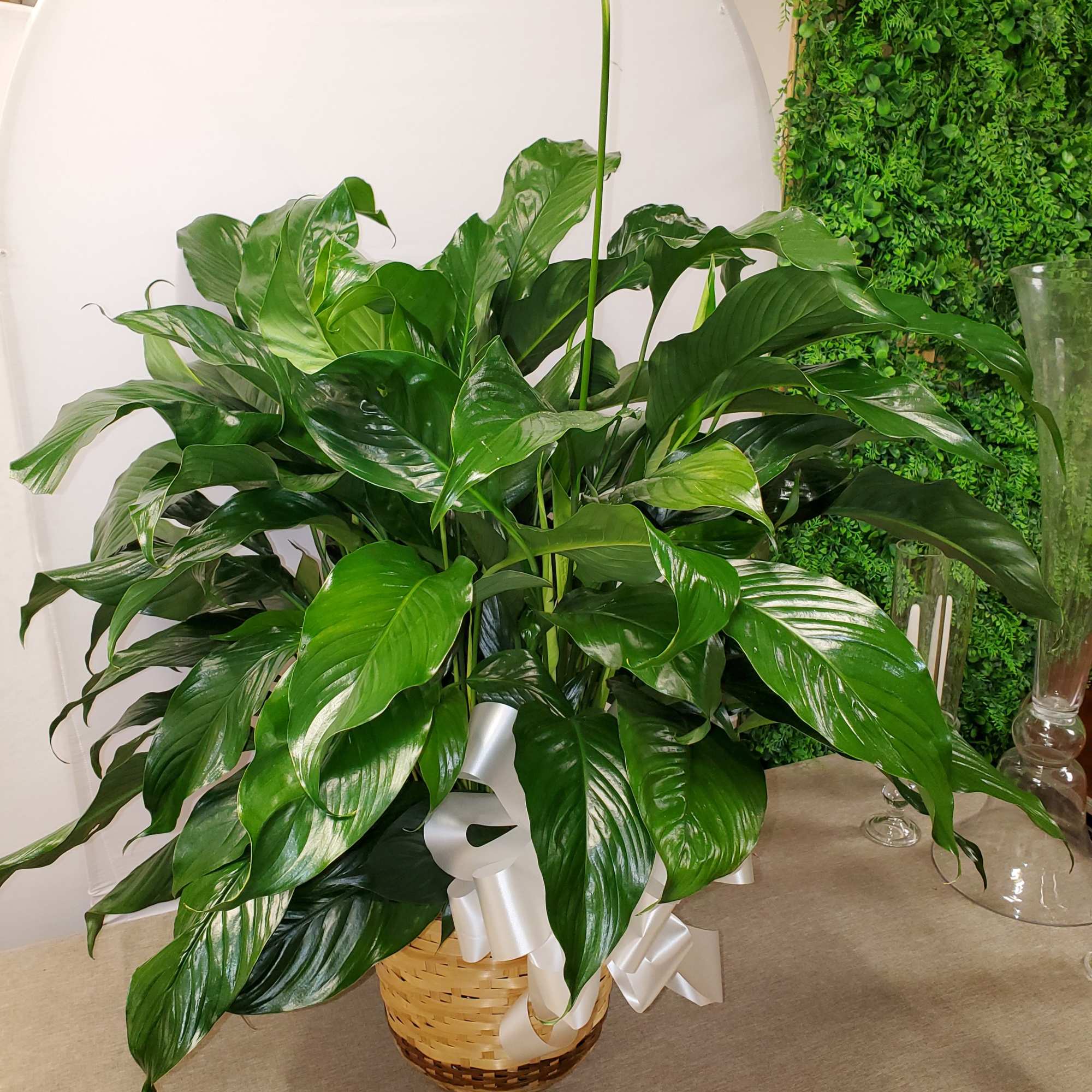Spathiphyllum plant is a nice plant for sympathy, new house or new