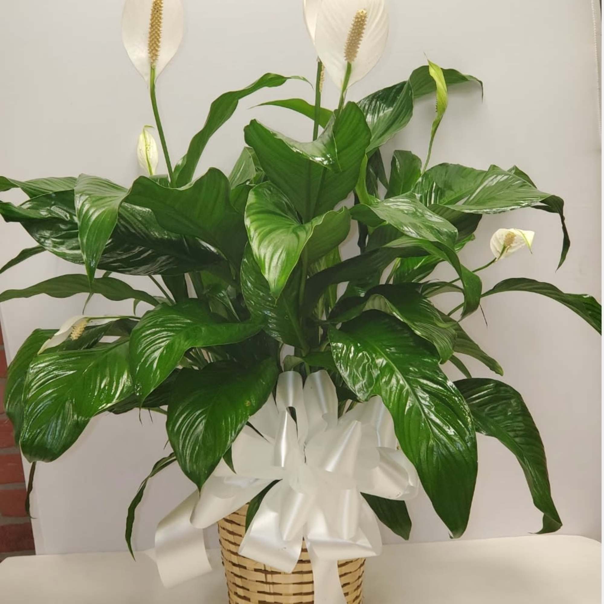 Spathiphyllum plant is a nice plant for sympathy, new house or new