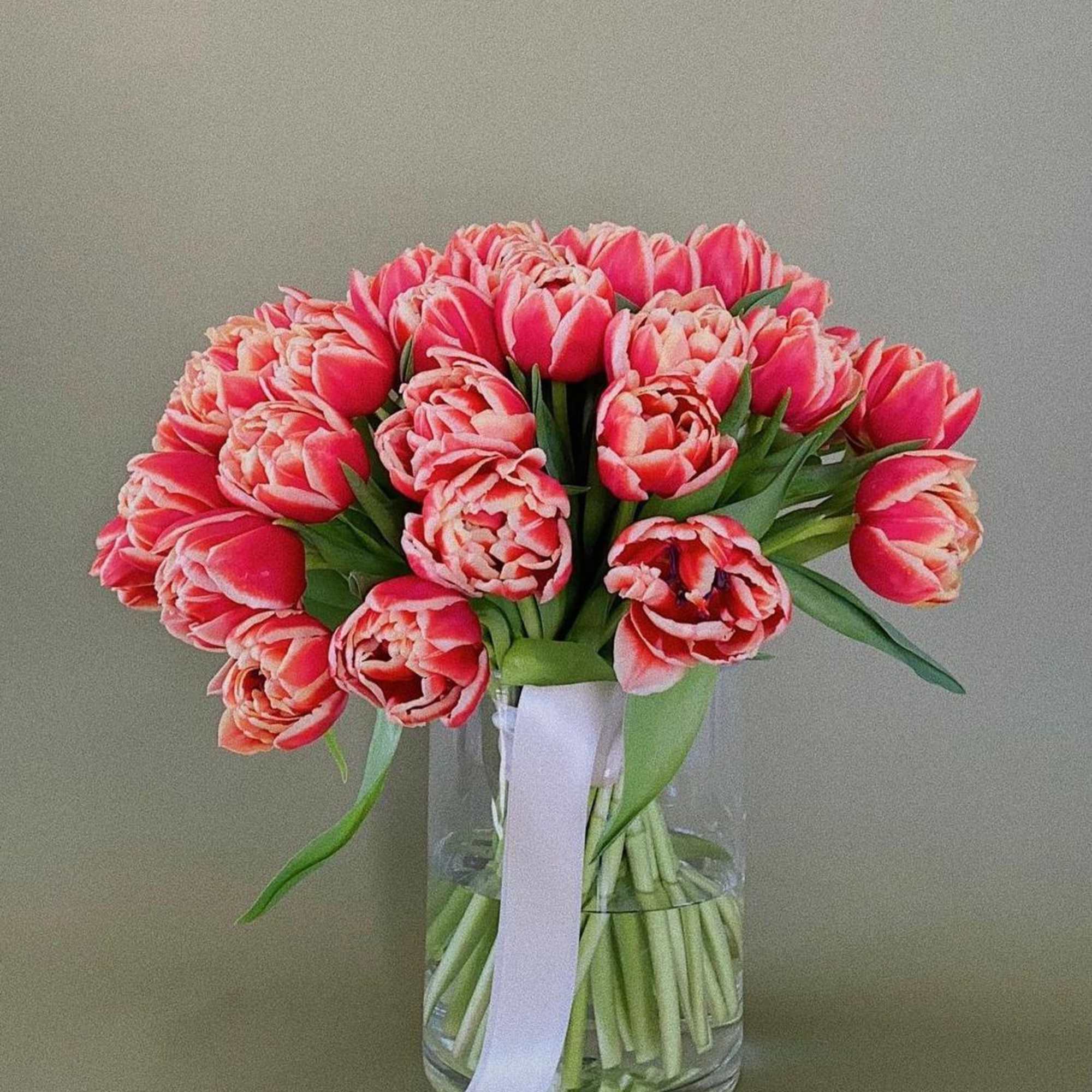 Red Double Premium tulips