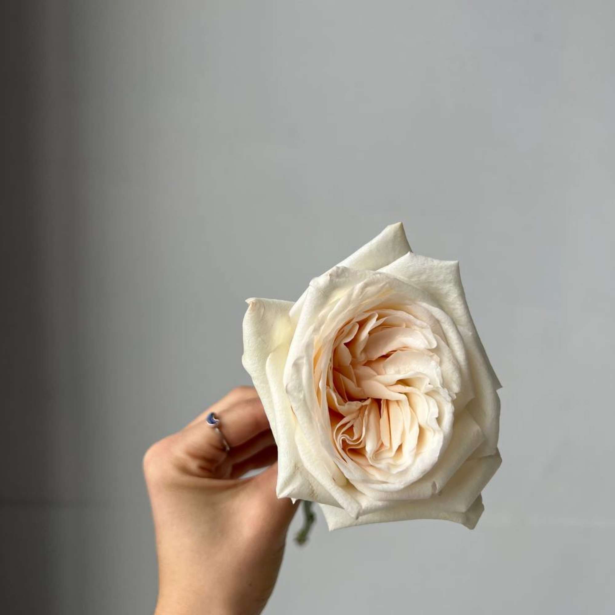 Premium o&#039;hara roses 