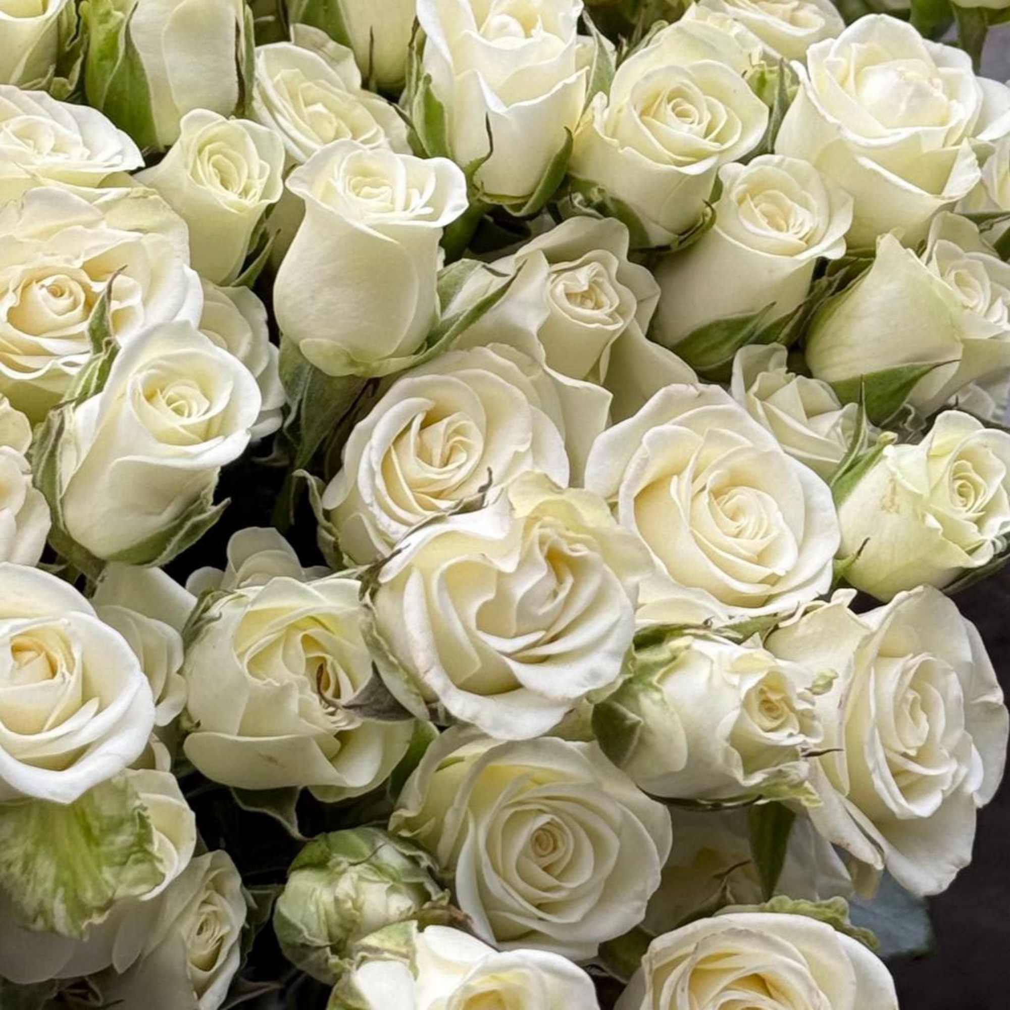 White long spray roses