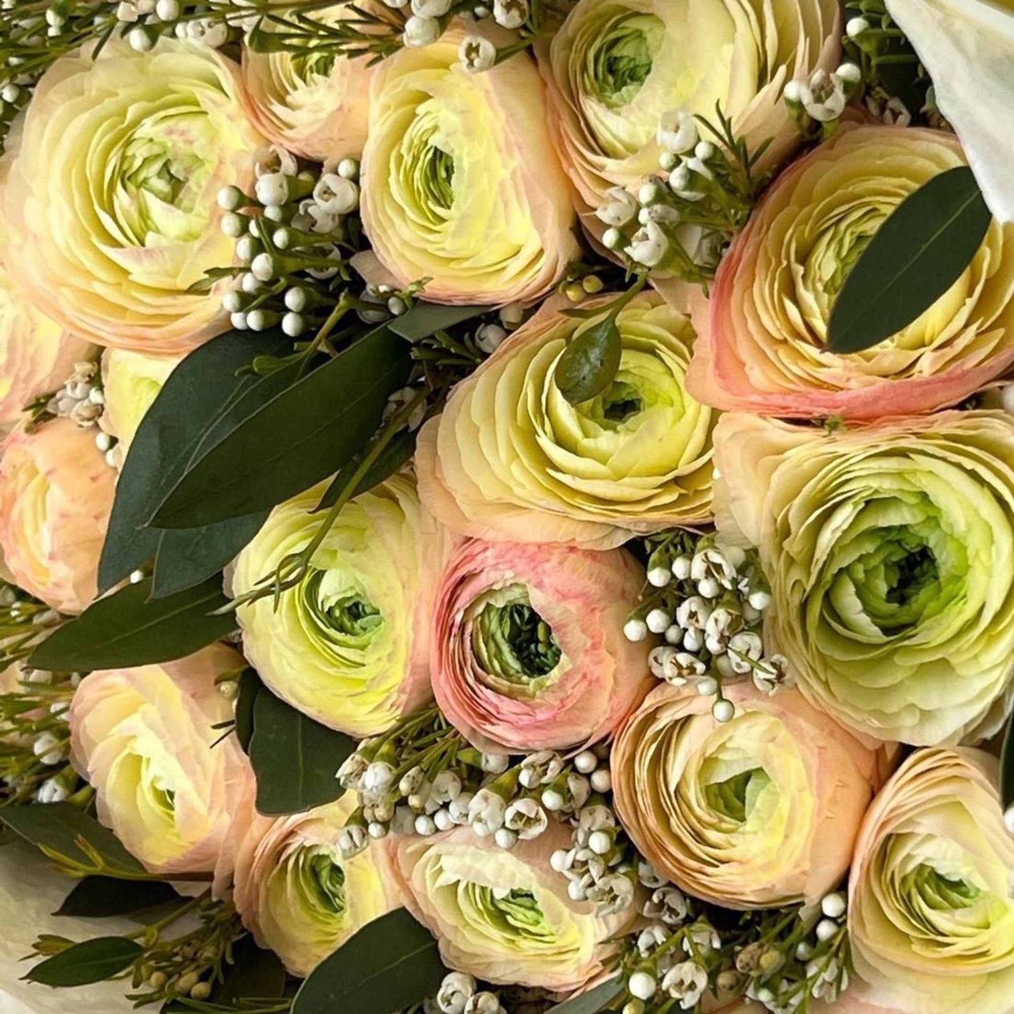 A bouquet of peach ranunculi is a delicate and romantic composition that
