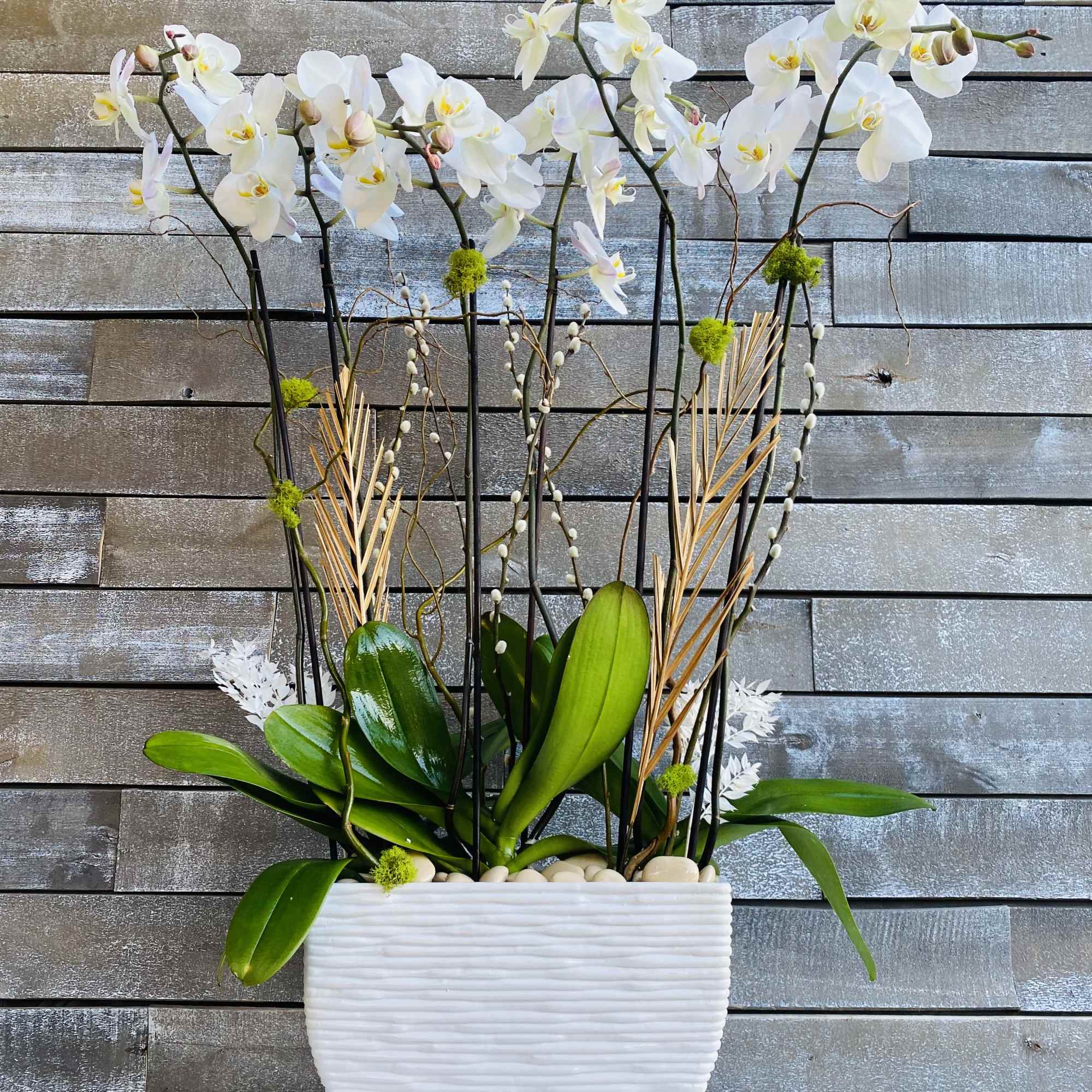 Gorgeous white phalaenopsis orchids in an extremely extravagant modern container. Almost 4 Gorgeous white phalaenopsis orchids in an extremely extravagant modern container. Almost 4