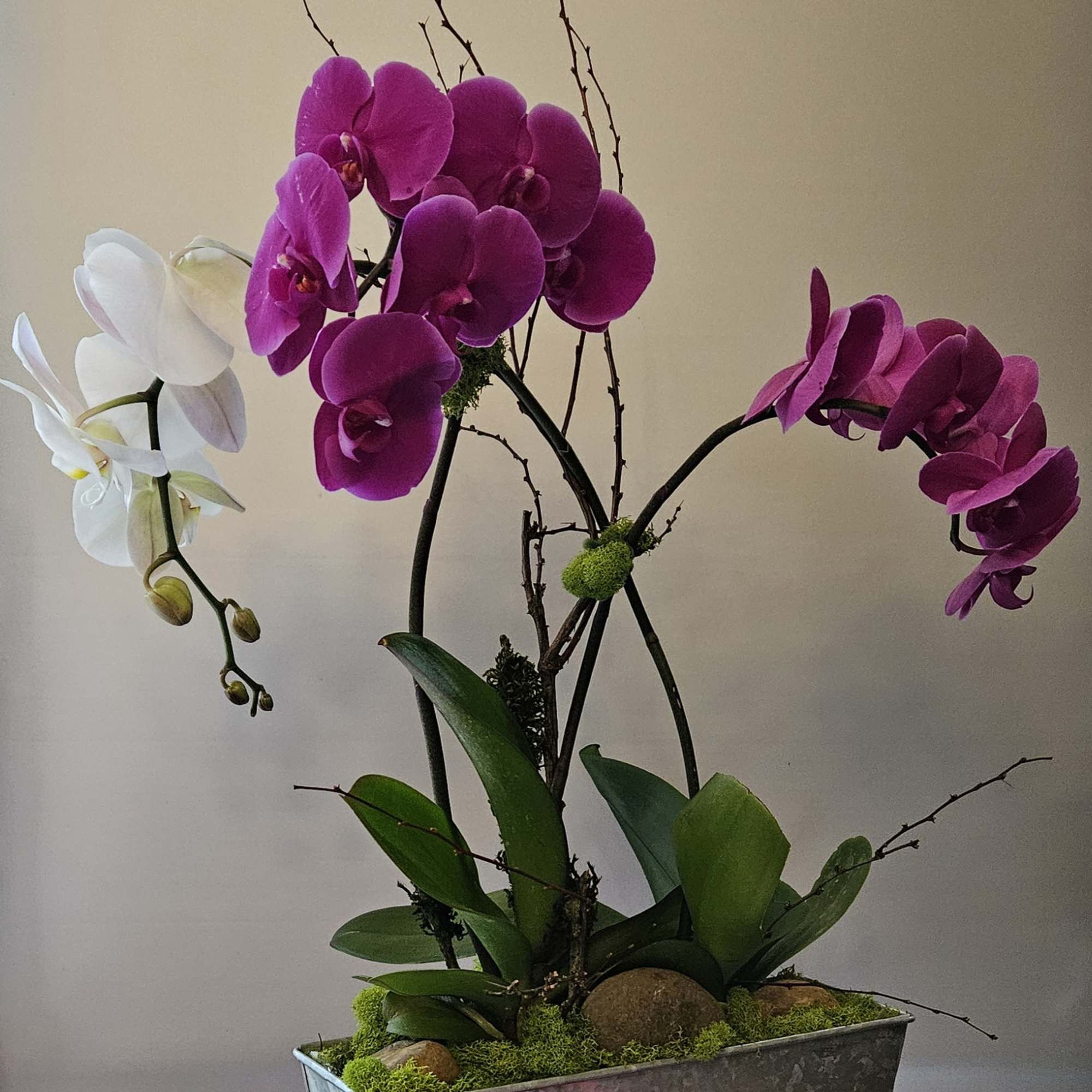 In a  Natural Habitat of rocks and moss, Lovely Orchids grow