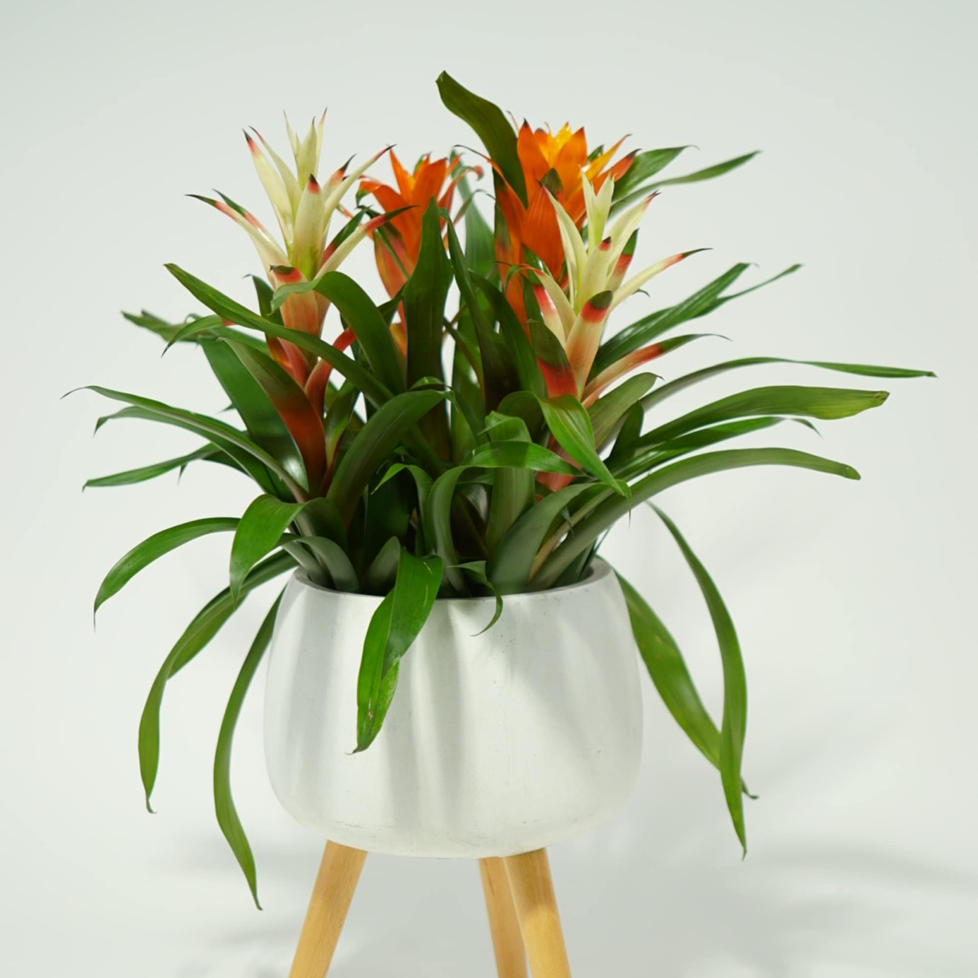 With its striking crimson and gold-toned blooms nestled amid lush foliage, our