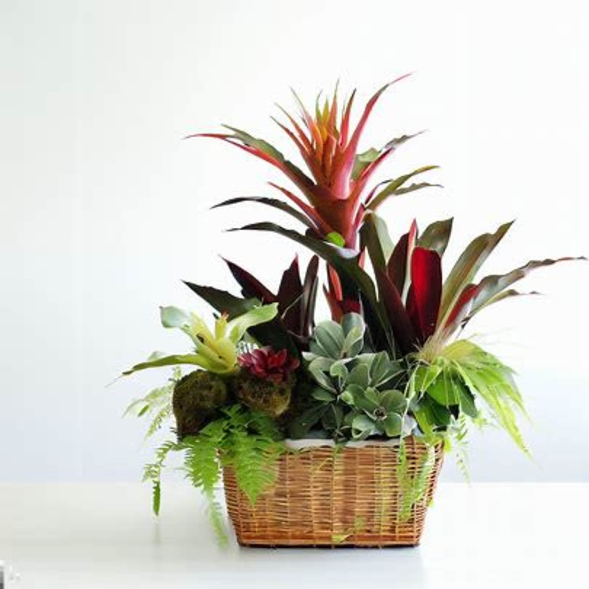 A plant with a cool shape, bright color, that works as an A plant with a cool shape, bright color, that works as an
