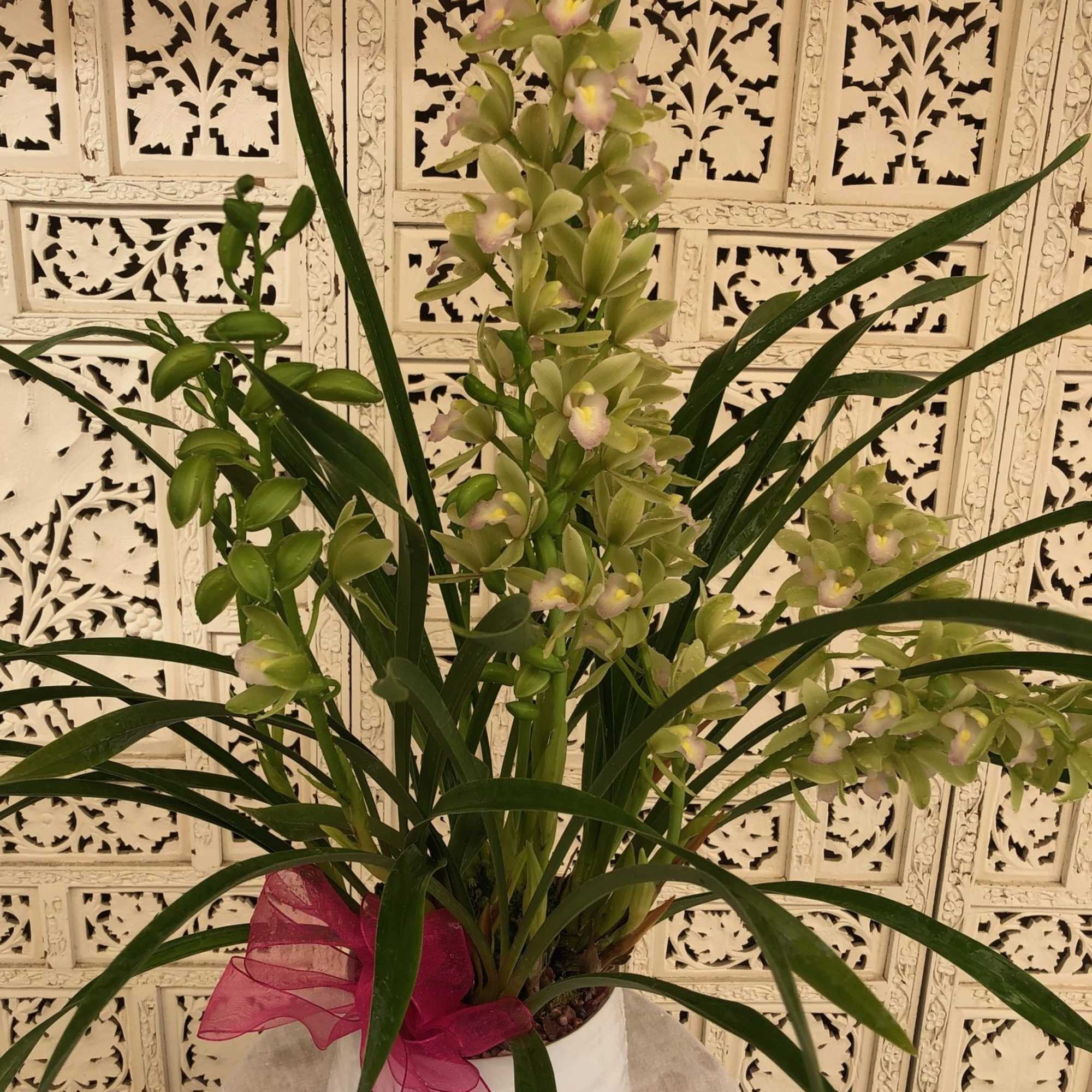 Blush and green Cymbidium Orchid in white pot with pink ribbon.