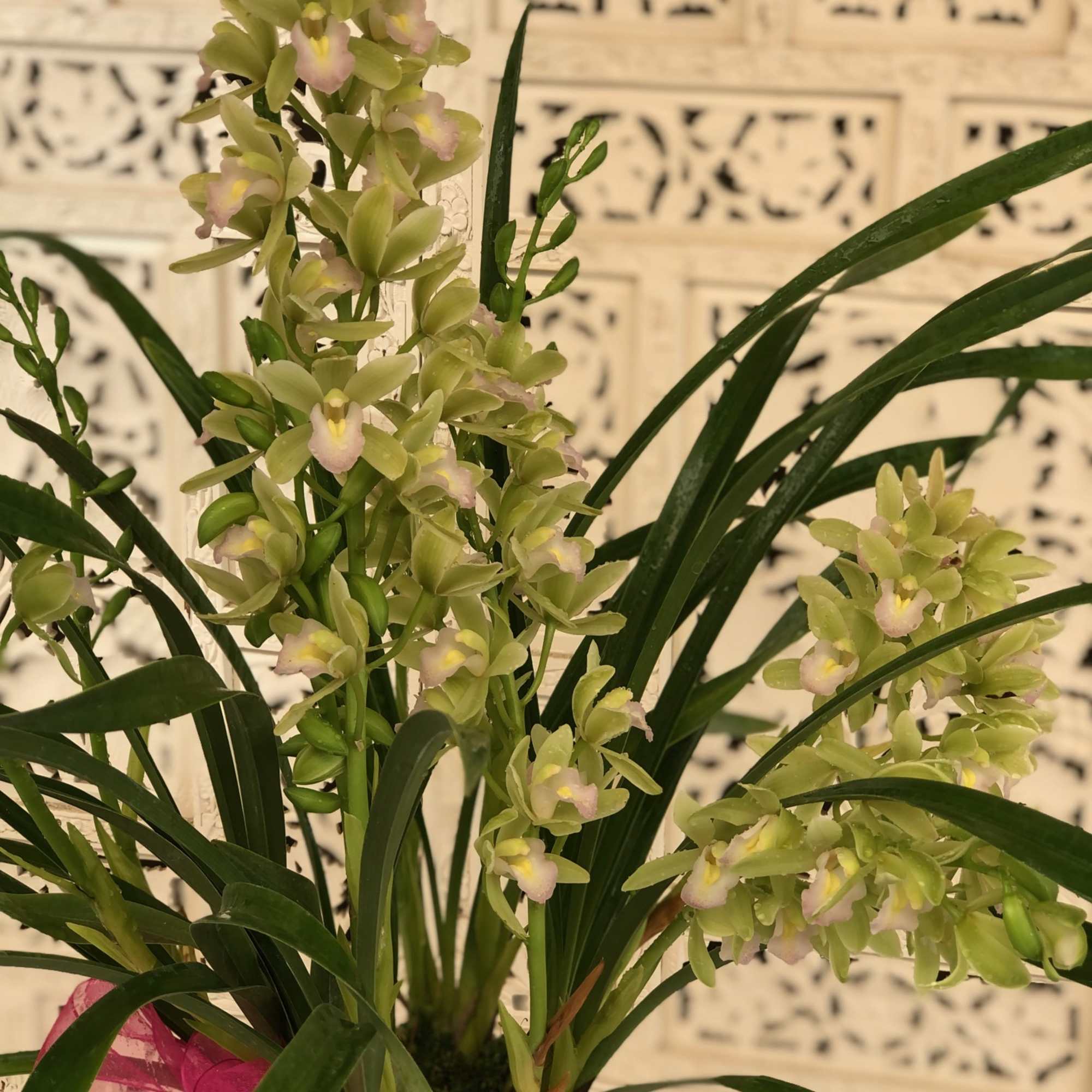 Blush and green Cymbidium Orchid in white pot with pink ribbon.
