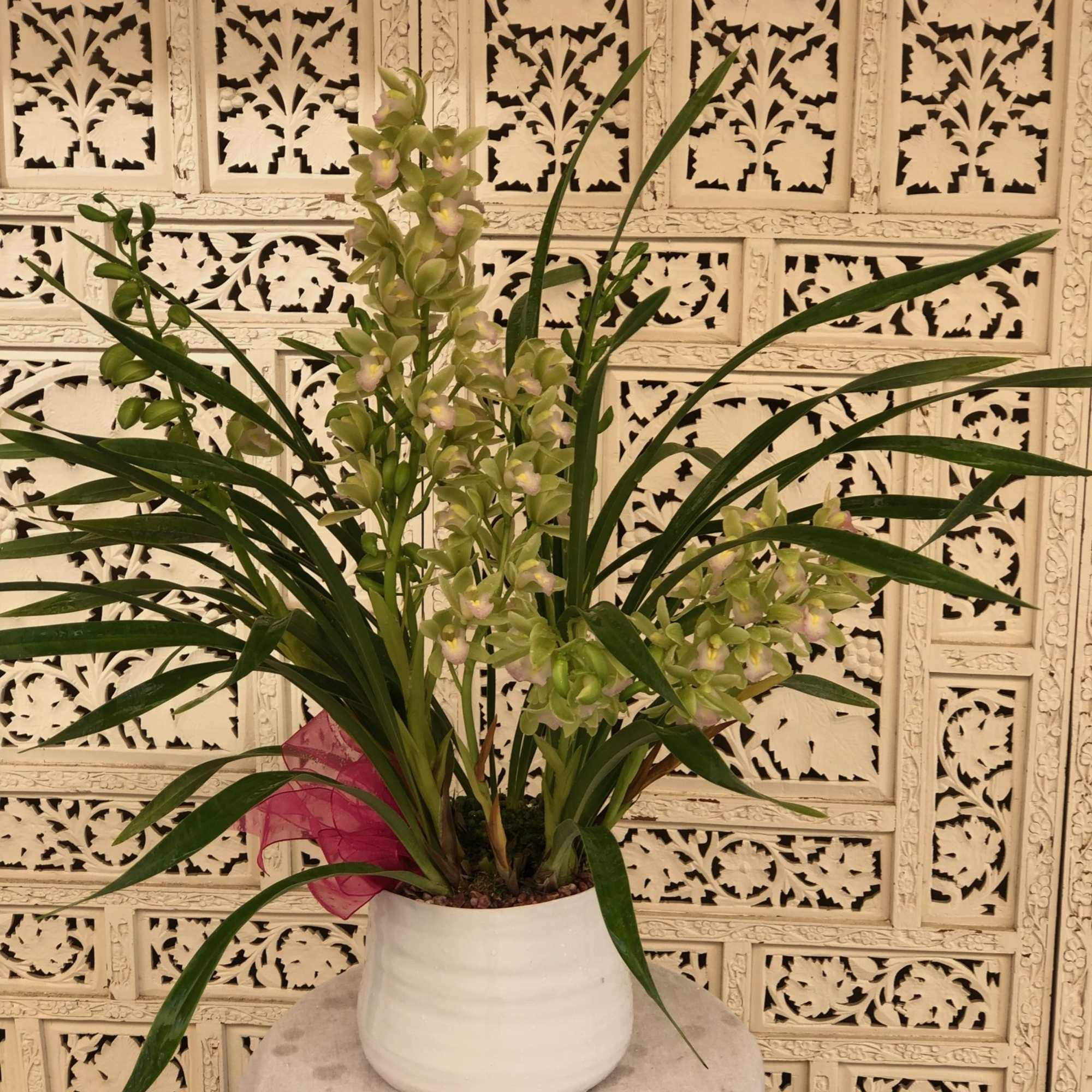 Blush and green Cymbidium Orchid in white pot with pink ribbon.