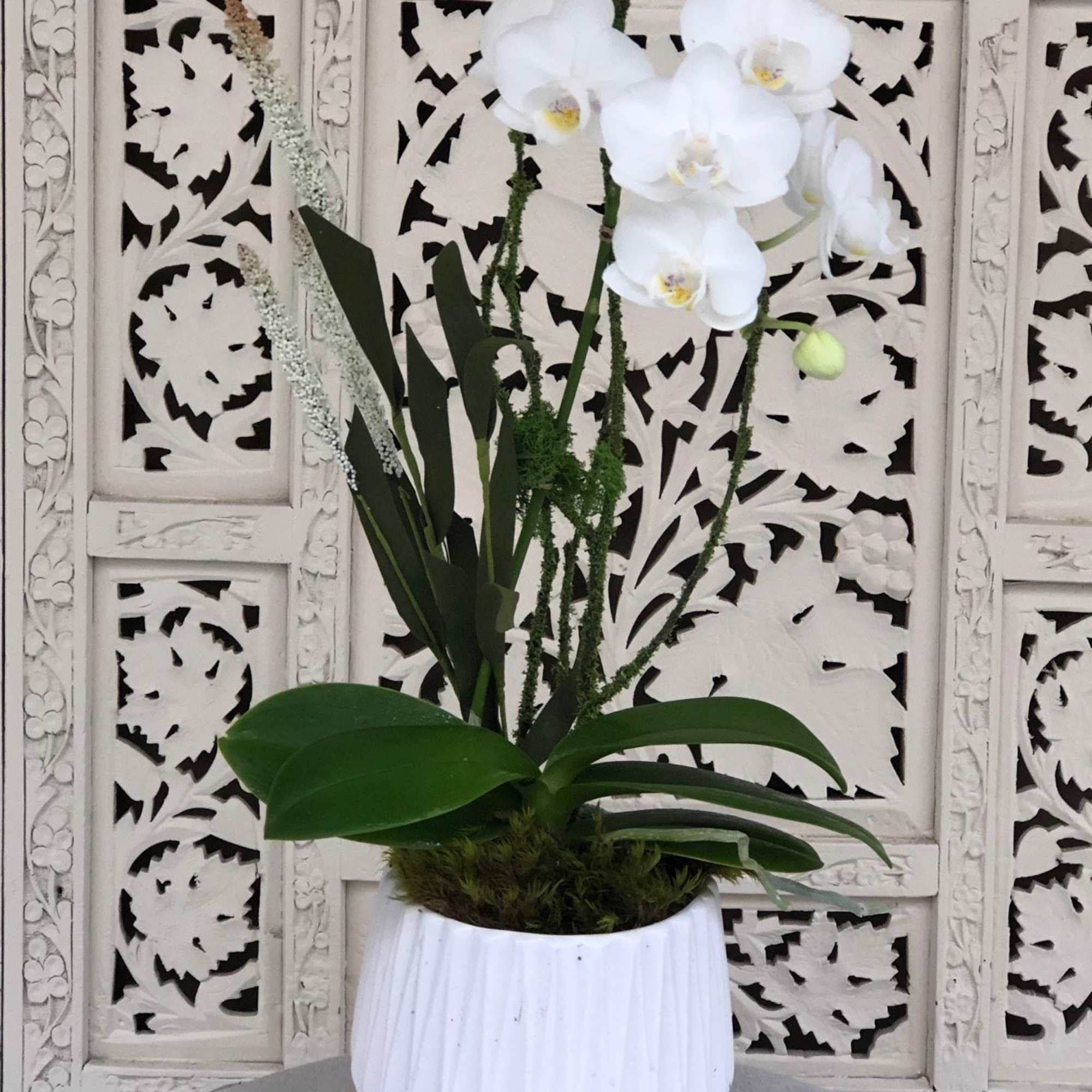 Miniature, white, phalaenopsis orchid in ceramic white pot.  Simply adorned with