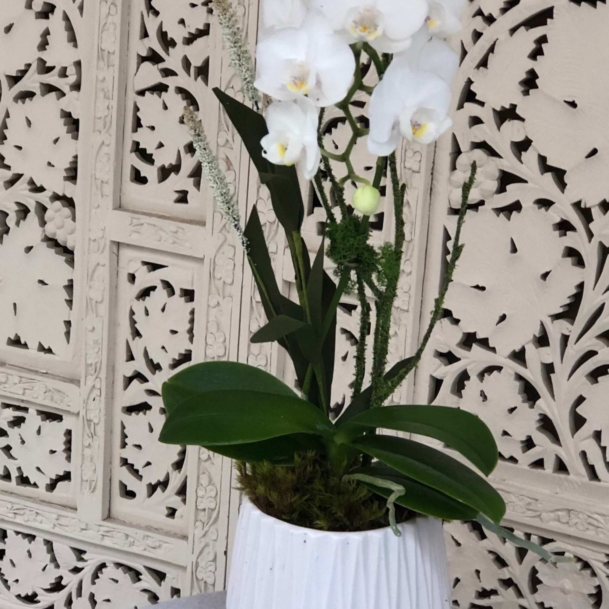 Miniature, white, phalaenopsis orchid in ceramic white pot.  Simply adorned with