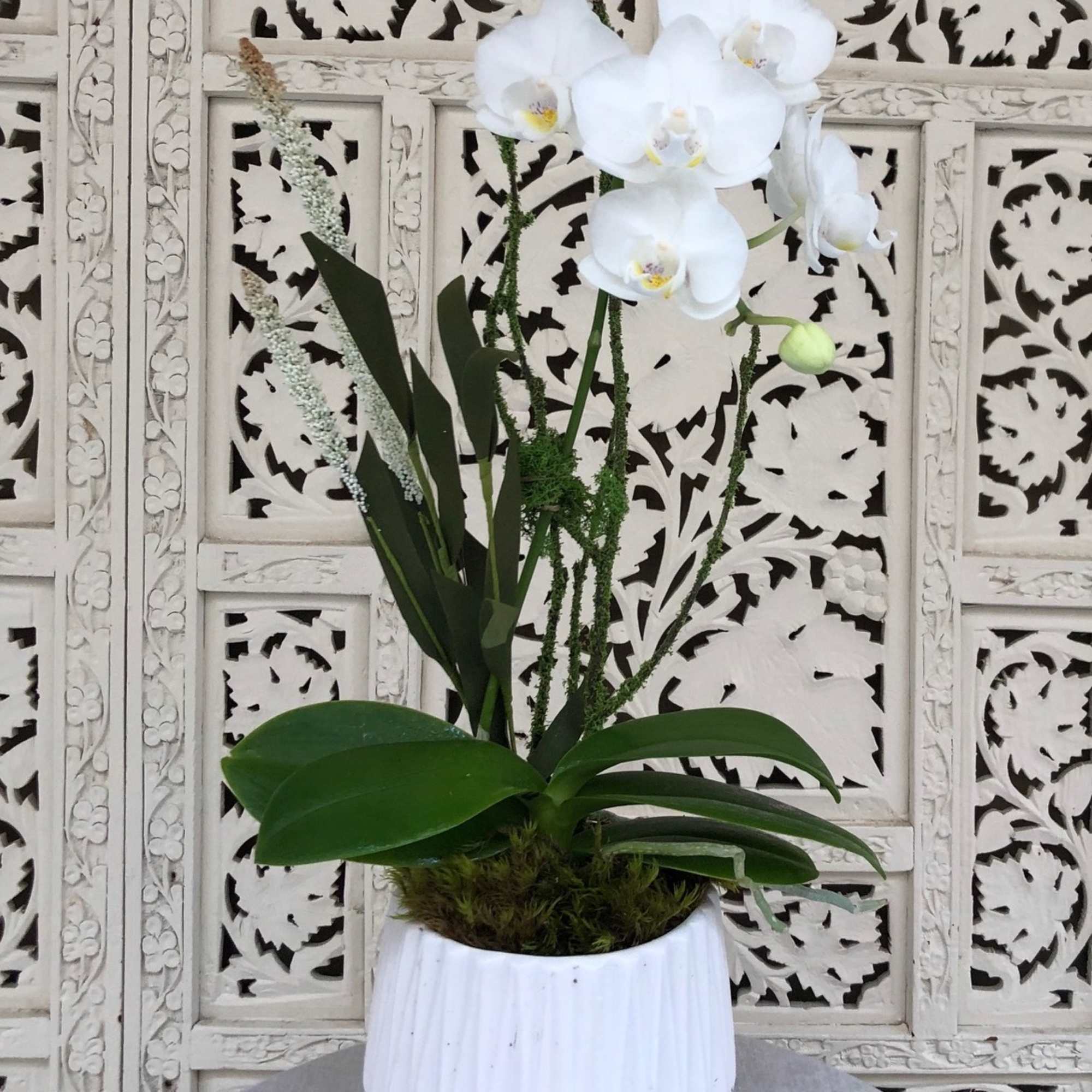 Miniature, white, phalaenopsis orchid in ceramic white pot.  Simply adorned with