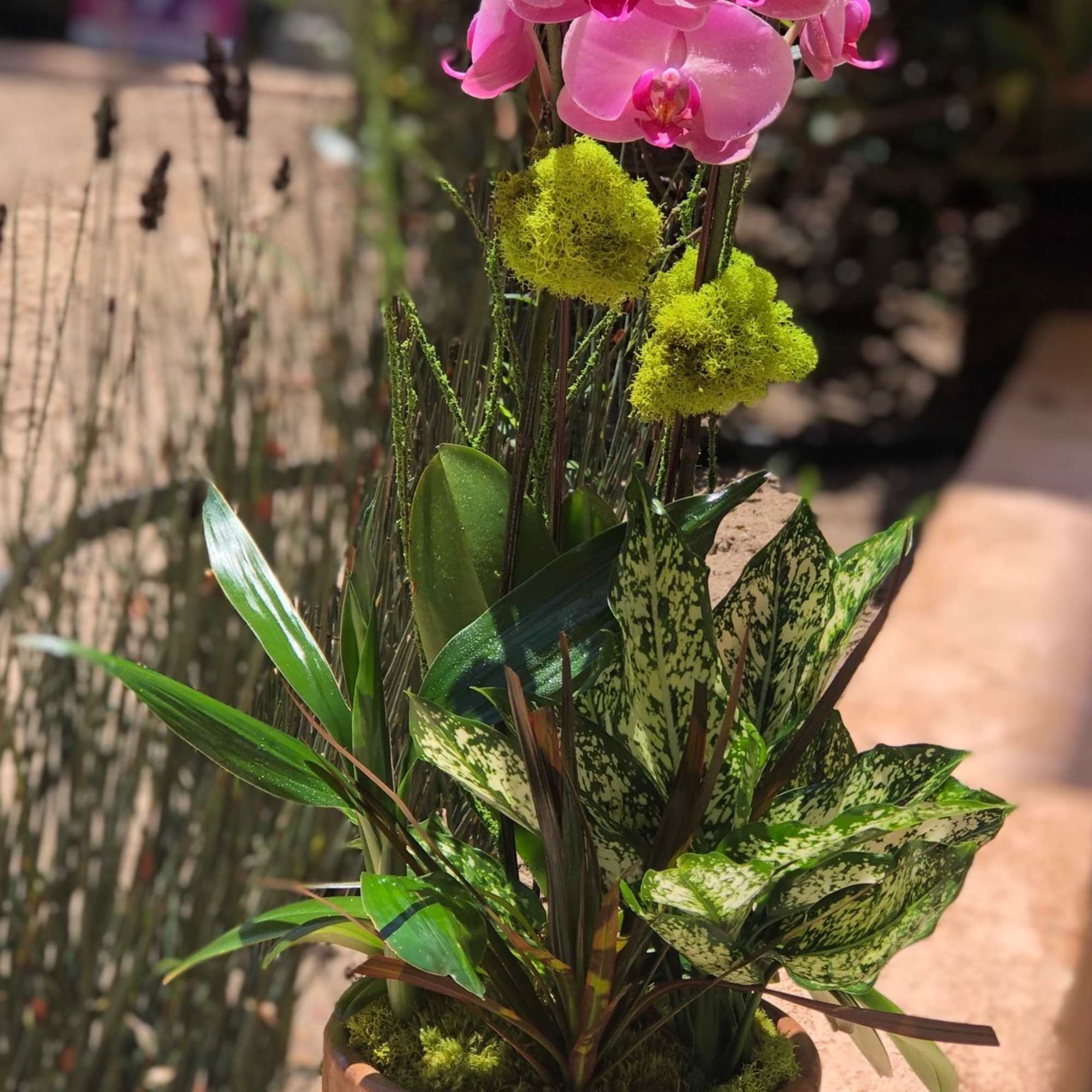 Beautiful double orchid arranged with leafy plants in a bell shaped terra