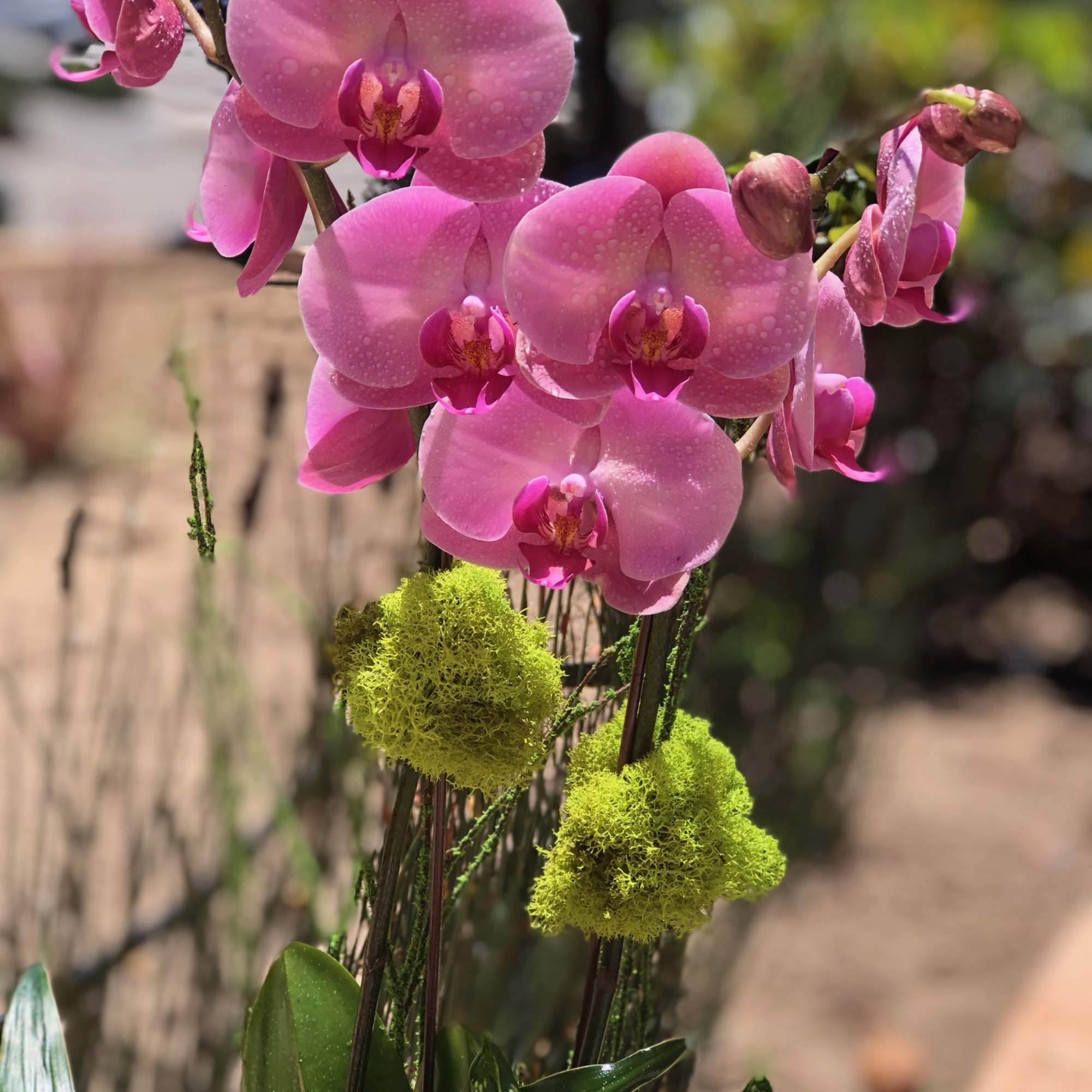 Beautiful double orchid arranged with leafy plants in a bell shaped terra