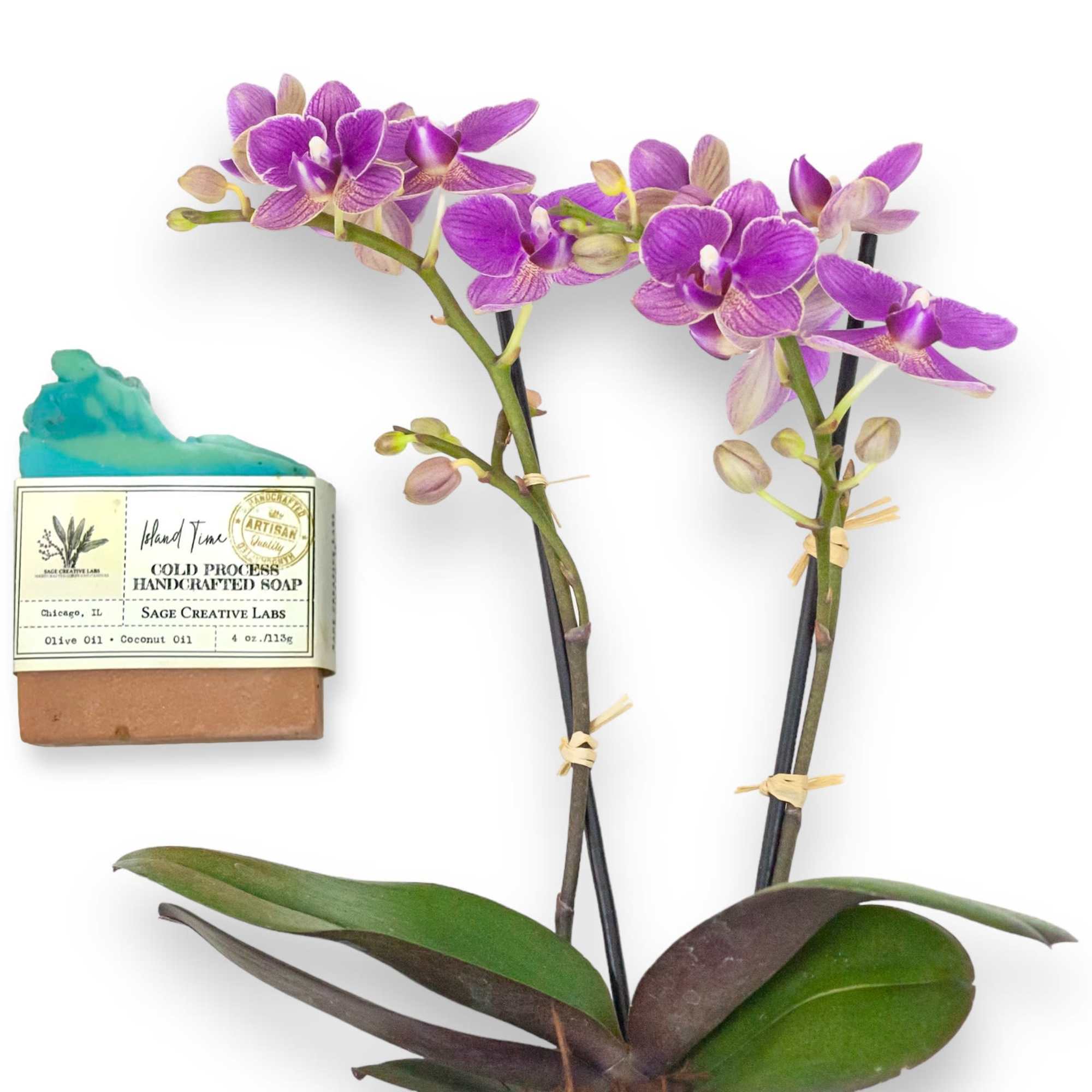 Bring the Gift of Sunny Island Life to San Francisco with this