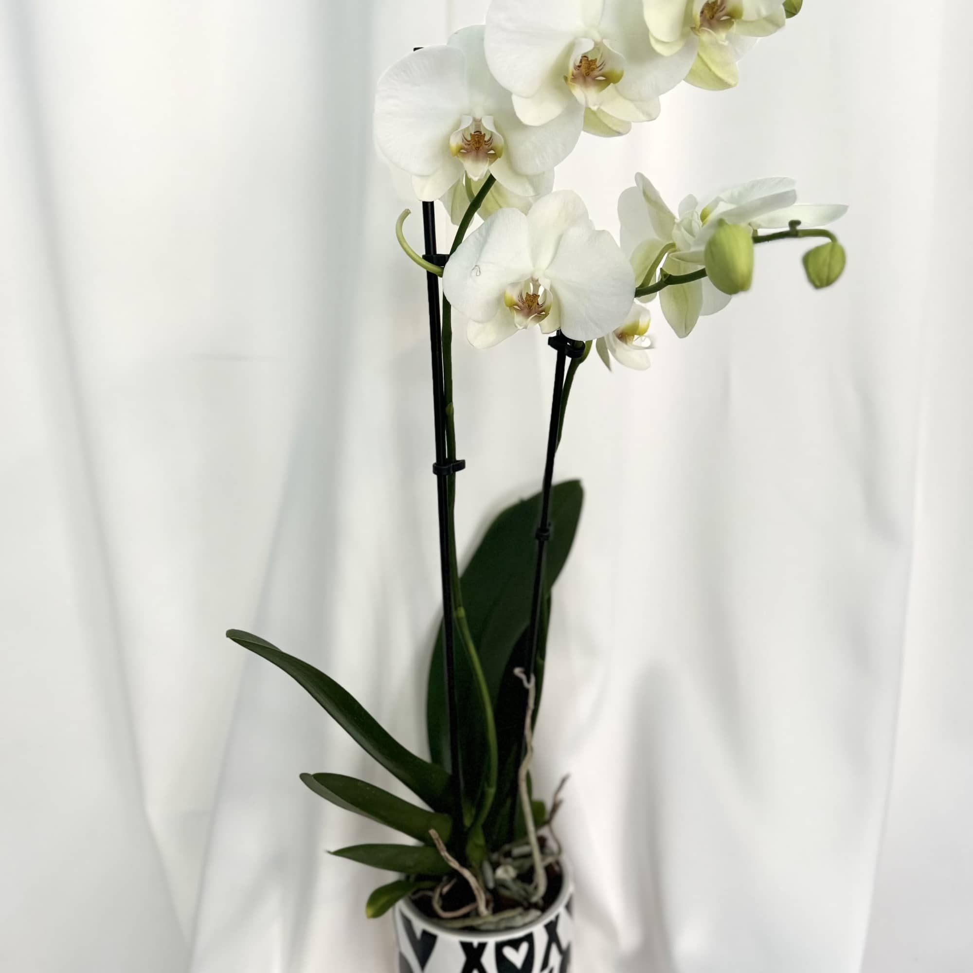 Elegant and timeless, these white orchid plants are beautifully presented in charming
