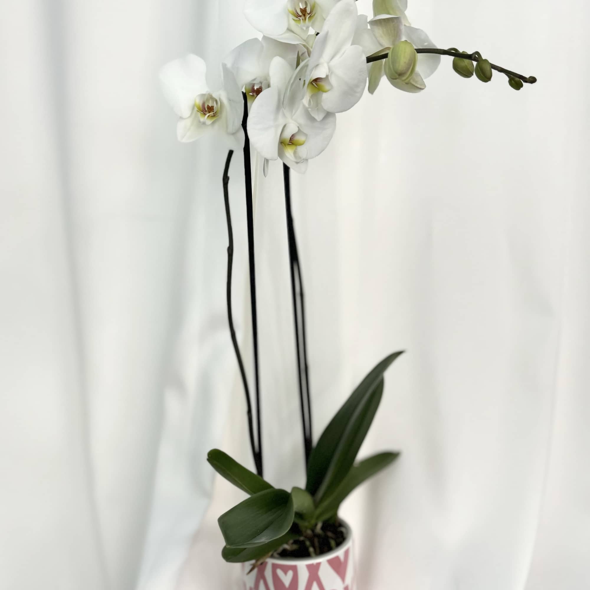 Elegant and timeless, these white orchid plants are beautifully presented in charming