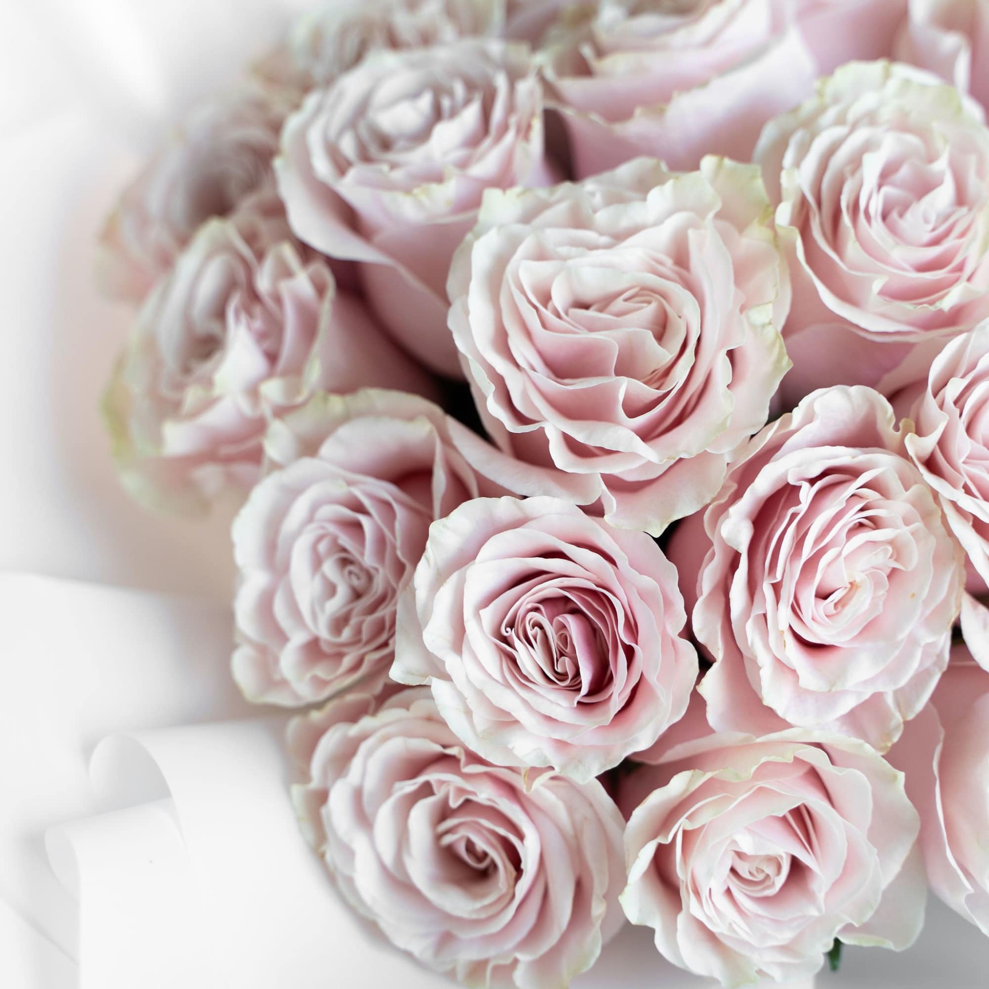 Experience pure elegance with Petalonia&#039;s 24 fresh-cut roses&mdash;beautifully arranged in our signature