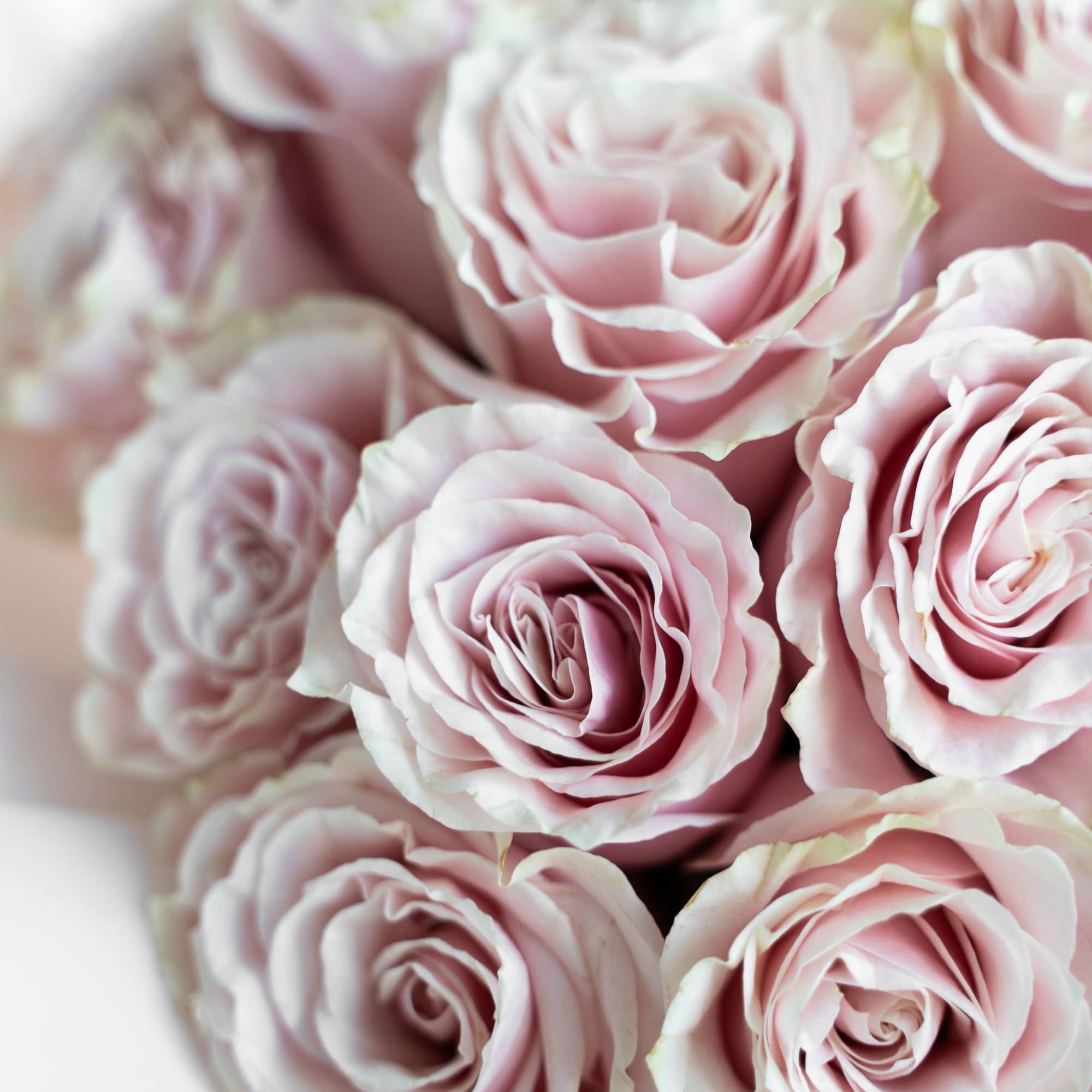Experience pure elegance with Petalonia&#039;s 48 fresh-cut roses&mdash;beautifully arranged in our signature