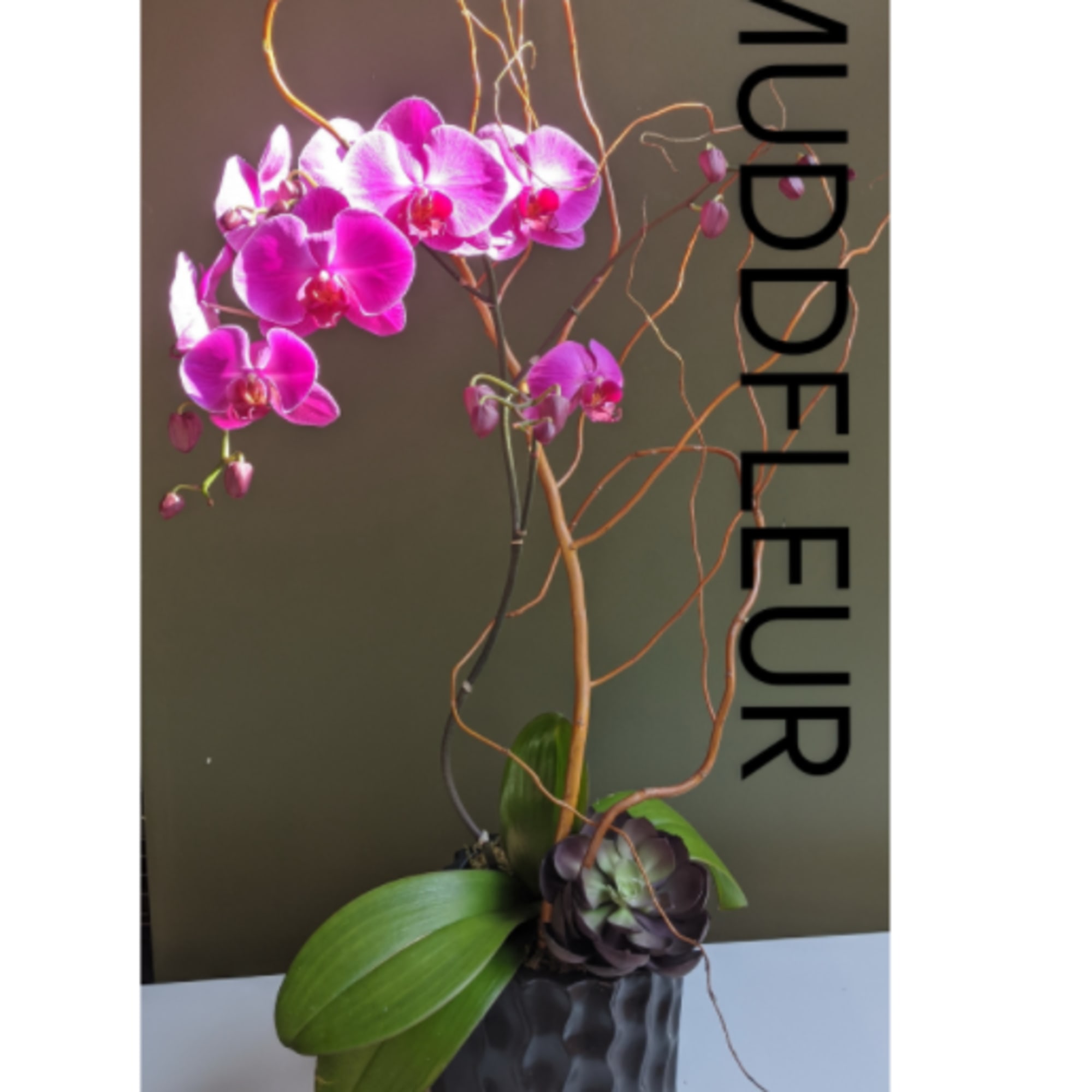 This incredible fuchsia phalaenopsis orchid plant is paired with air plants and