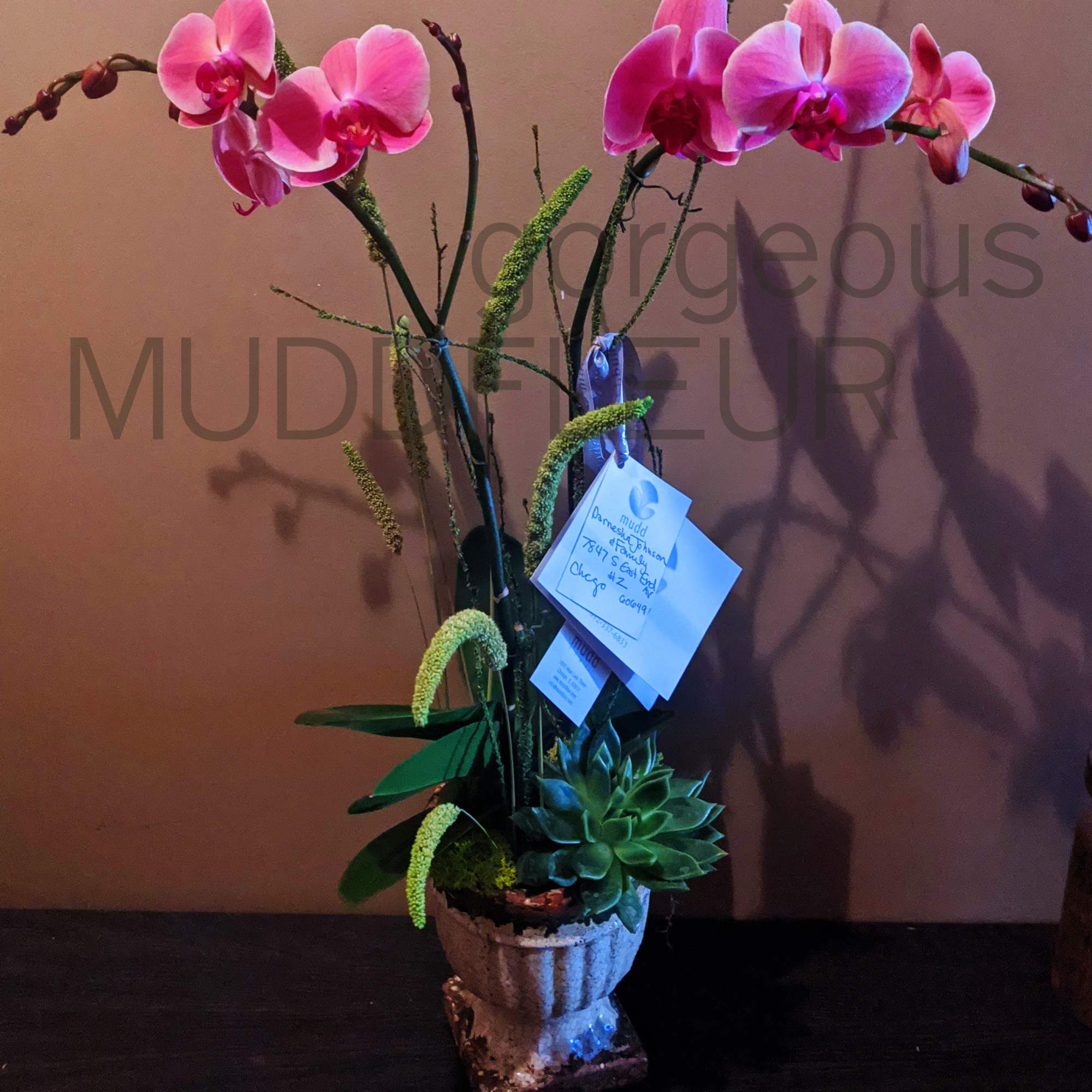 This incredible fuchsia phalaenopsis orchid plant is paired with air plants and
