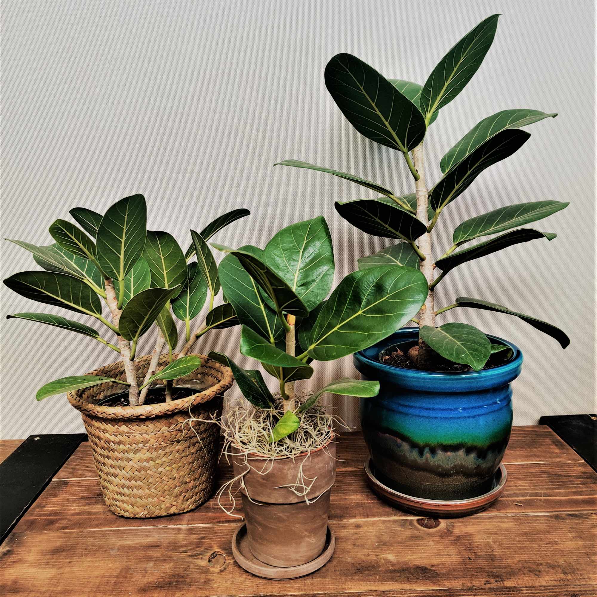 20220326081502_file_623f744633